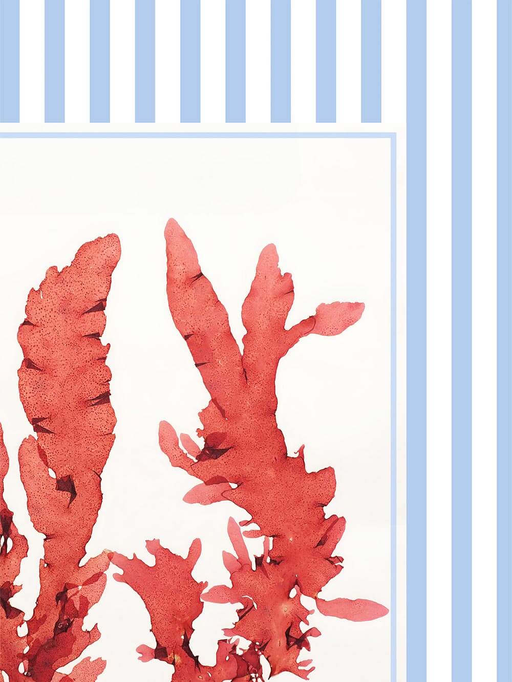 Nahaufnahme der roten Algenillustration mit feinen Texturen auf weißem Grund. Die lebendige Aquarellstruktur ist im Detail gut sichtbar.