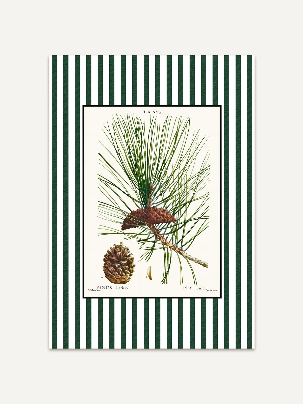 Botanischer Kunstdruck mit Kiefernnadeln und Zapfen auf cremefarbenem Hintergrund, umrahmt von dunkelgrün-weißen Streifen, klassisches Poster im Vintage-Stil mit moderner Note. #Rahmen_Ohne Rahmen