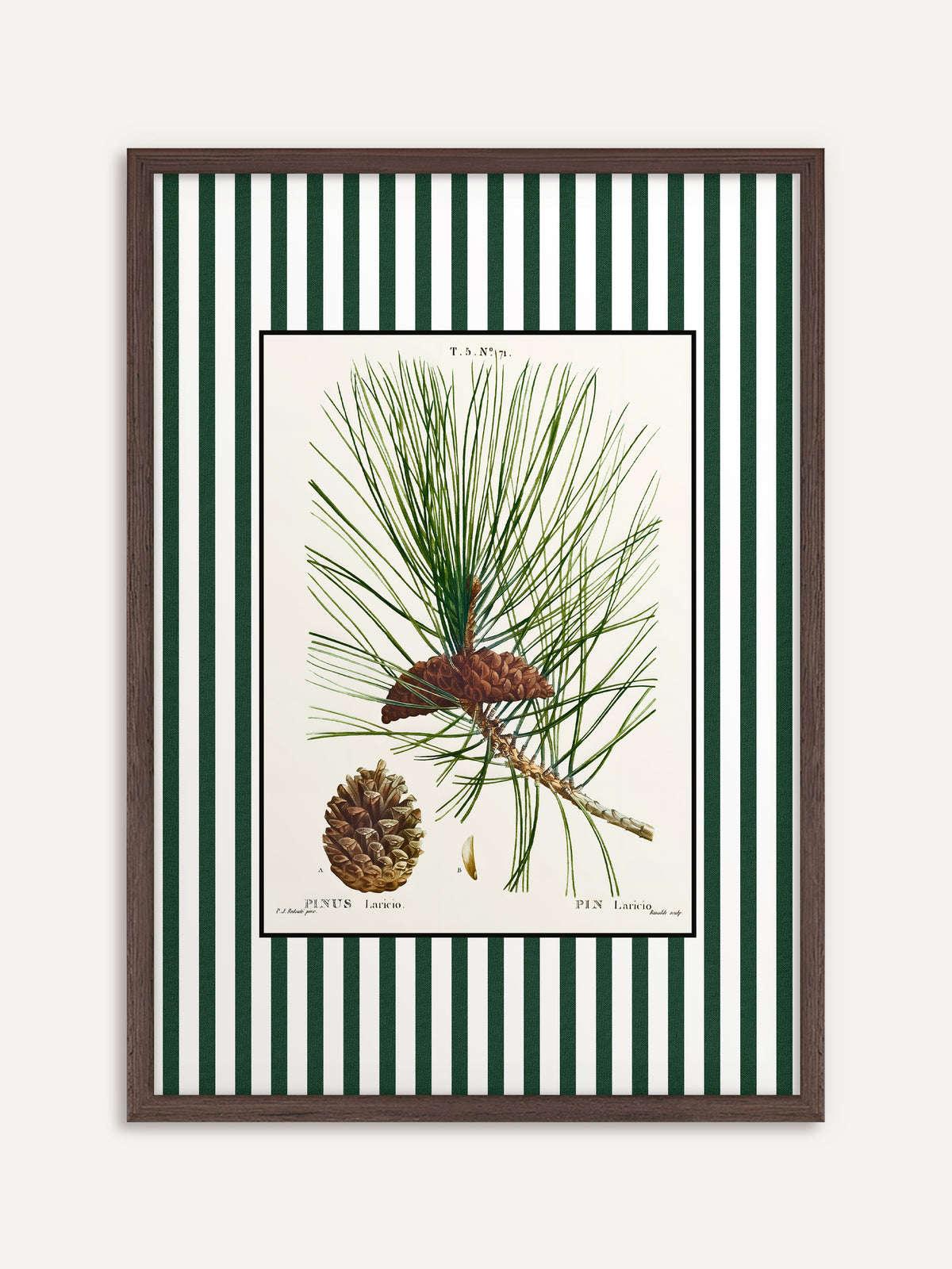 Poster, das einen Kiefernzweig mit langen Nadeln und braunen Zapfen auf cremefarbenem Grund mit grün-weiß gestreiftem Rand zeigt. Der Rahmen aus dunklem Holz unterstreicht die Dark Academia Stimmung der alten Naturkunde. #Rahmen_Dunkles Holz