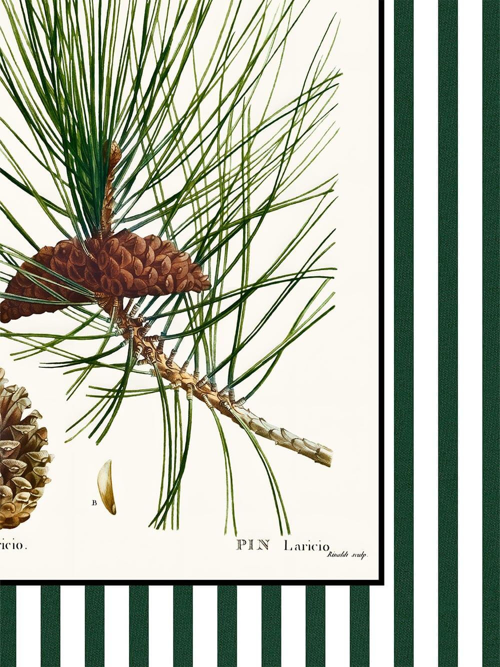 Nahaufnahme des Kunstdrucks mit feinen Kiefernnadeln und Zapfen auf cremefarbenem Hintergrund, eingerahmt von dunkelgrünen Streifen, hochwertige Druckstruktur im botanischen Stil.