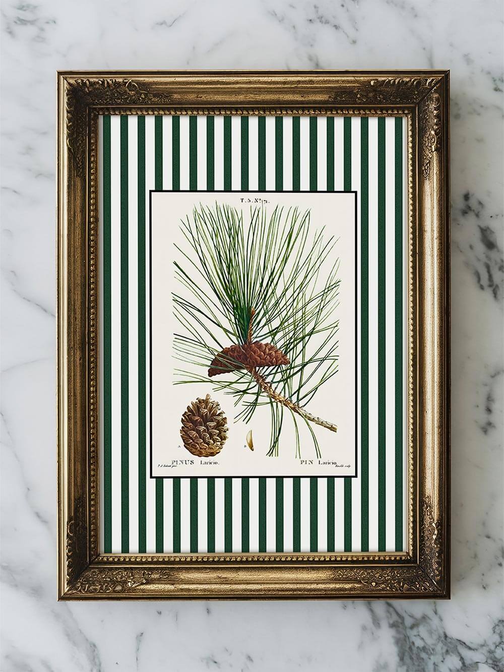 Botanischer Kunstdruck mit grün-weiß gestreiftem Rand und Kiefernzweig in antikem Goldrahmen auf Marmoroberfläche, elegante Präsentation klassischer Naturillustration als Poster.