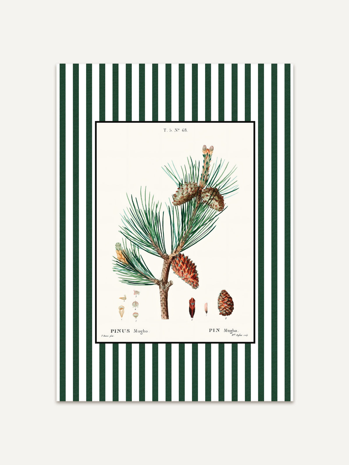Botanischer Kunstdruck „Pinus Mugho“ mit Kiefernzweig, rötlichen Zapfen und grün-weiß gestreiftem Rand, klassisches Poster im botanischen Stil mit zeitloser Eleganz. #Rahmen_Ohne Rahmen