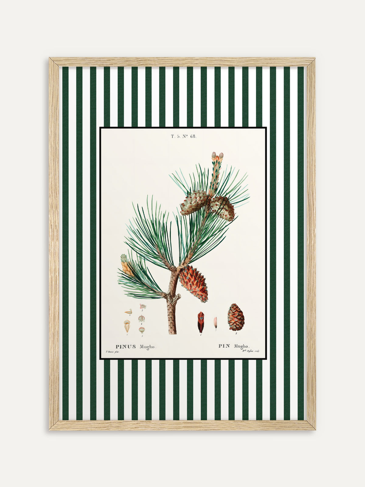 Kunstdruck, der einen Kiefernzweig mit rötlichen Zapfen und kleinen Detailzeichnungen auf cremefarbenem Grund mit grün-weiß gestreiftem Rand zeigt. Im Rahmen aus hellem Holz wirkt das botanische Motiv leicht und sommerlich. #Rahmen_Helles Holz