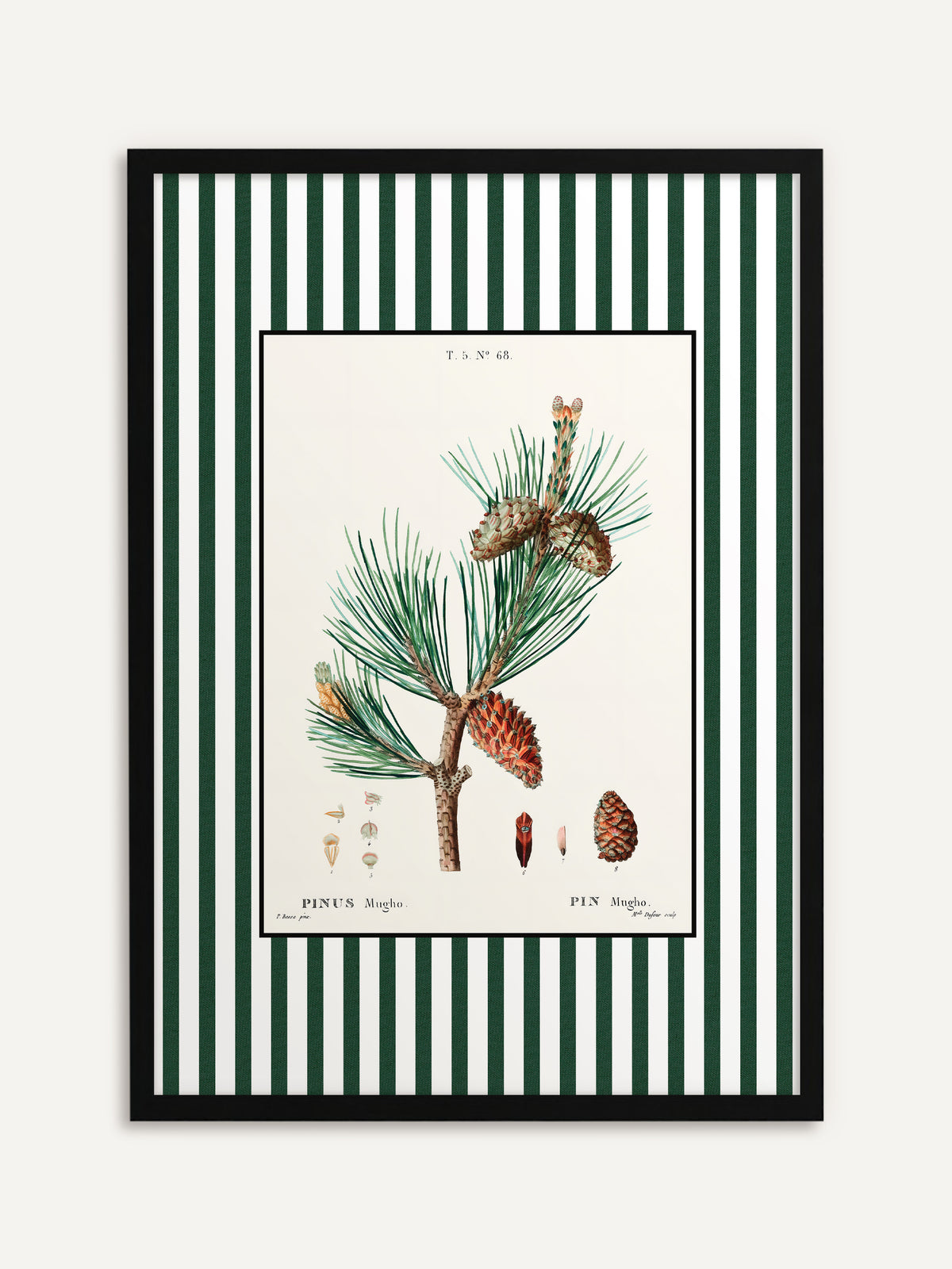 Gerahmtes Poster, das einen Kiefernzweig mit rötlichen Zapfen und kleinen Detailzeichnungen auf cremefarbenem Grund mit grün-weiß gestreiftem Rand zeigt. Mit schwarzem Rahmen wirkt das Vintage Motiv klar und modern. #Rahmen_Schwarz