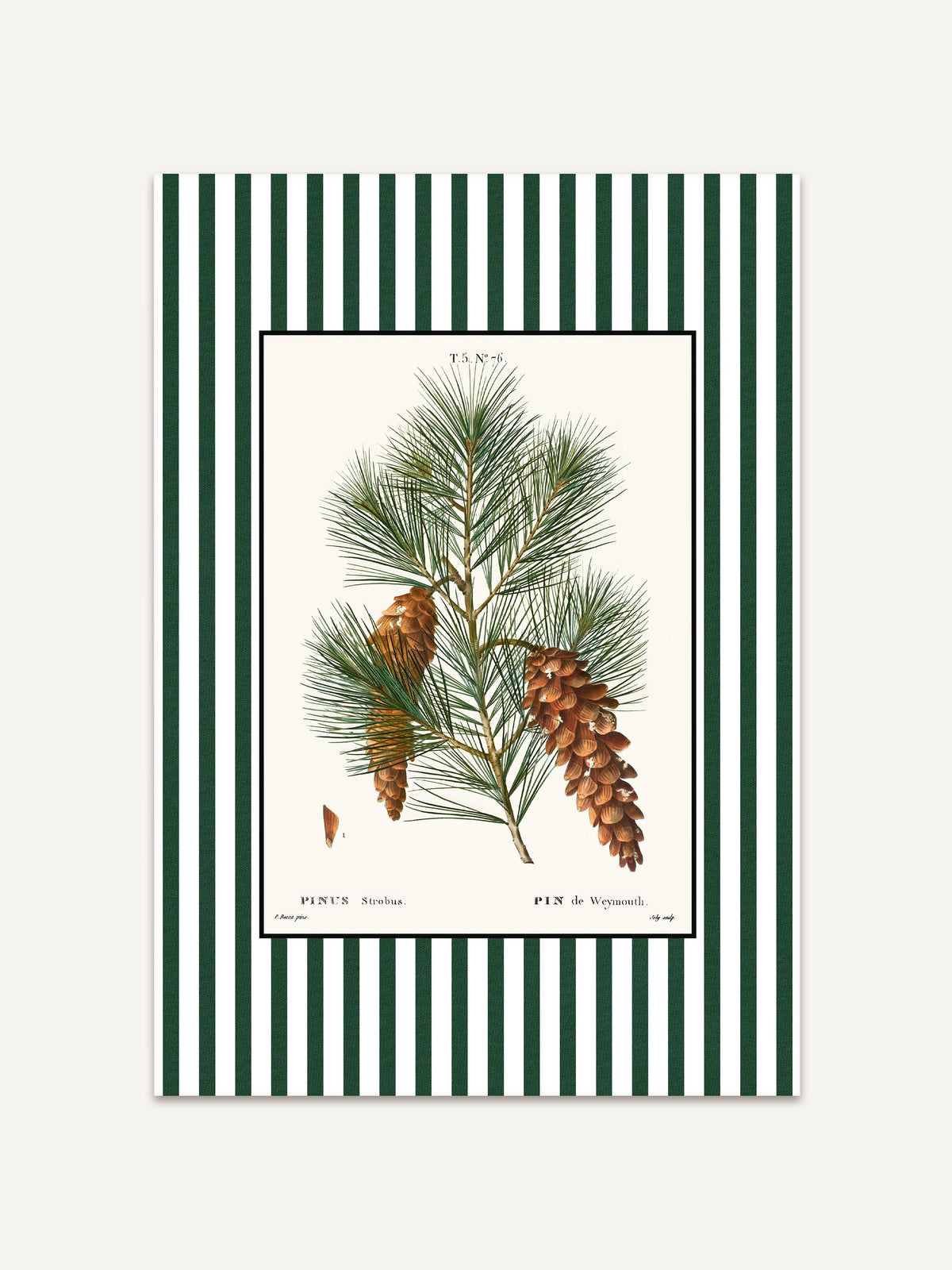 Botanischer Kunstdruck Pin de Weymouth mit Kiefernzweigen und Zapfen auf cremefarbenem Hintergrund, umrahmt von grün-weißen Streifen, elegantes Vintage-Poster im botanischen Stil. #Rahmen_Ohne Rahmen