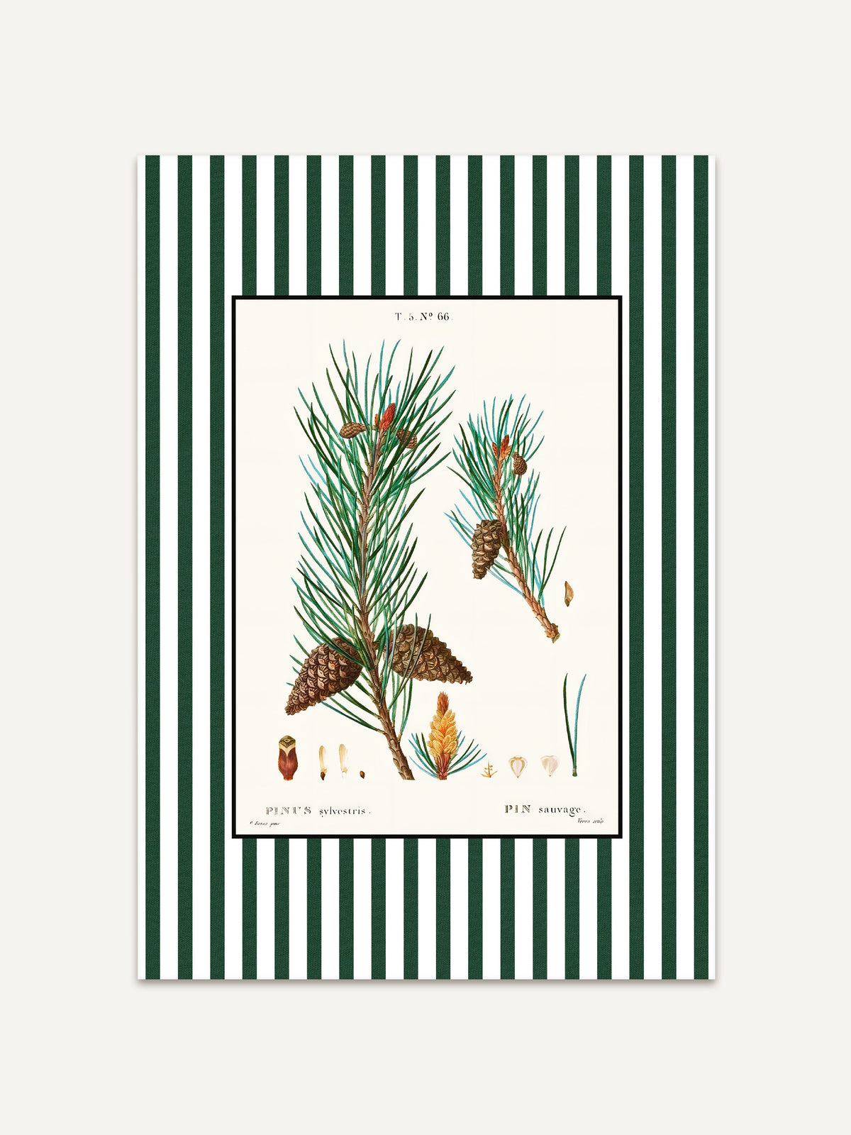 Botanischer Kunstdruck Pin sauvage mit Kiefernnadeln, Zapfen und feinen botanischen Details, umrahmt von dunkelgrün-weißen Streifen, elegantes Poster im klassischen Vintage-Stil. #Rahmen_Ohne Rahmen