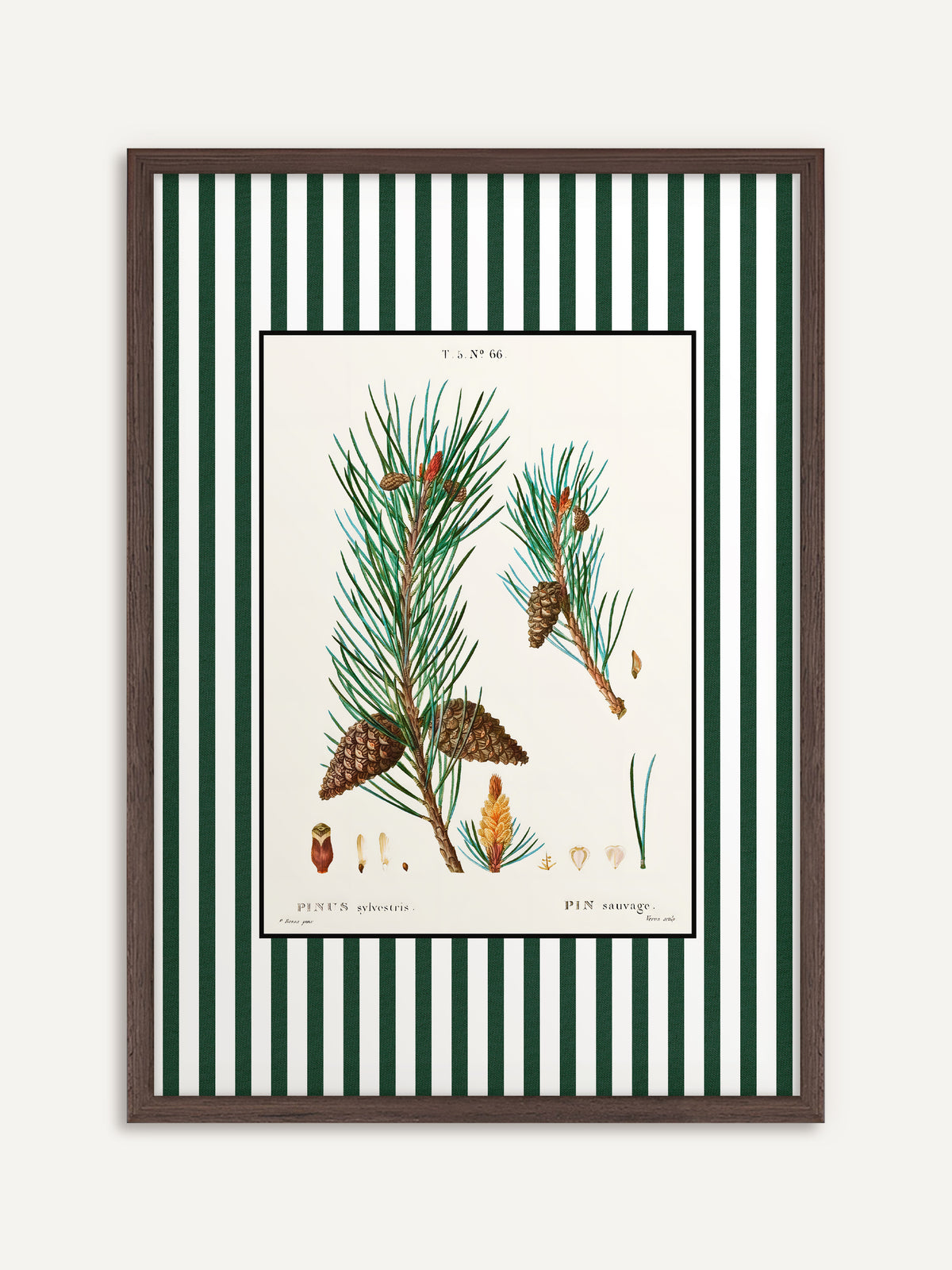 Poster, das zwei Zweige der Waldkiefer mit Zapfen und kleinen Detailzeichnungen auf cremefarbenem Grund mit grün-weiß gestreiftem Rand zeigt. Der Rahmen aus dunklem Holz gibt der alten Naturkunde eine warme Dark Academia Note. #Rahmen_Dunkles Holz