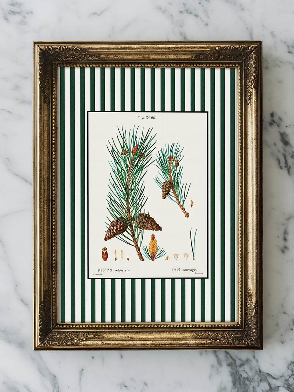 Botanischer Kunstdruck Pin sauvage mit grün-weiß gestreiftem Rand in antikem Goldrahmen auf Marmorfläche, klassisches Poster im botanischen Stil.