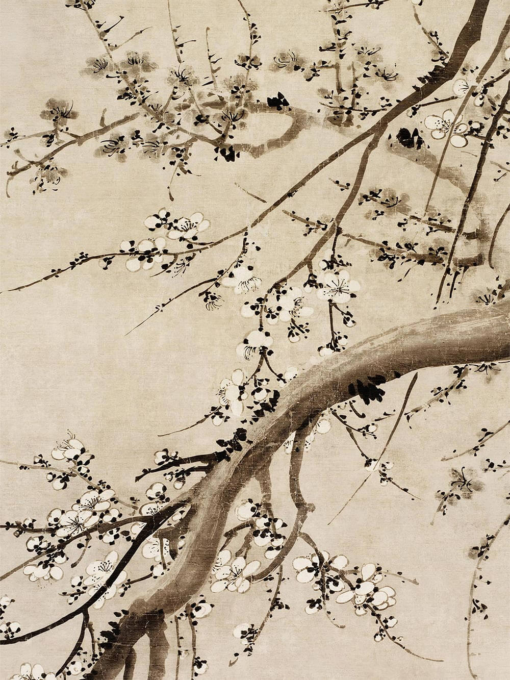 Feine Pinselstriche zeigen Kirschblüten in zarten Nuancen von Weiß und Schwarz. Die Struktur des Papiers unterstreicht den authentischen Charakter der botanischen Illustration.