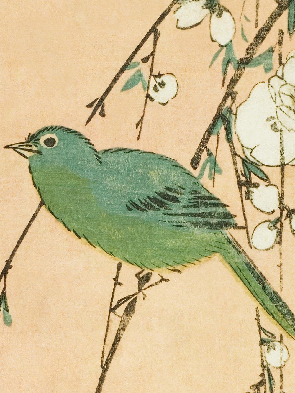 Grüner Vogel auf einem Zweig mit zarten weißen Blüten, gezeichnet im Stil einer Vintage Illustration. Der Kunstdruck zeigt feine Linien und warme Farbnuancen.