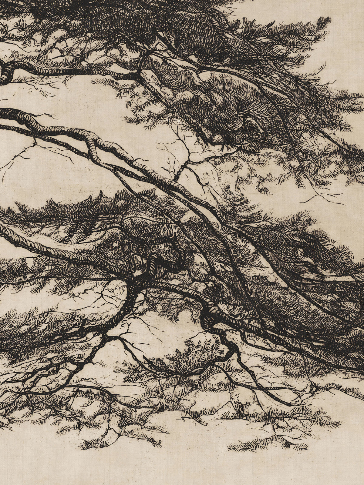 Nahaufnahme einer fein gezeichneten Kiefer mit verschlungenen Ästen und dichten Nadeln in Schwarz auf strukturiertem Beigeton. Die detailreiche botanische Illustration verleiht dem Leinwandbild den Charakter einer historischen Tuschezeichnung.