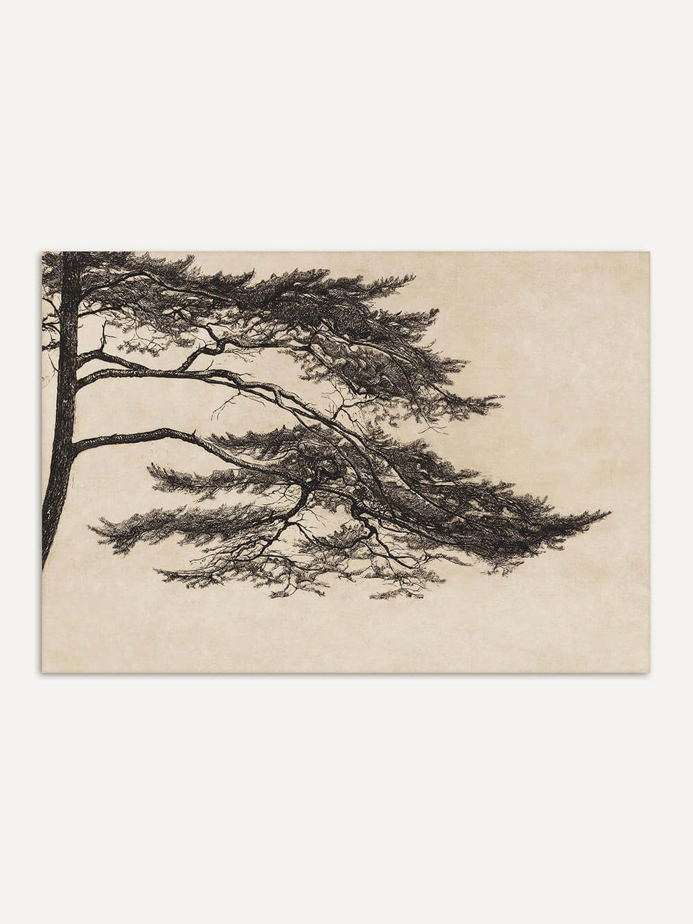 Poster mit einer detaillierte Zeichnung eines Pinienbaums, dessen Äste sich sanft nach rechts erstrecken. Die monochrome Darstellung ist auf einem dezent texturierten, cremefarbenen Hintergrund gehalten und vermittelt eine ruhige, natürliche Atmosphäre.