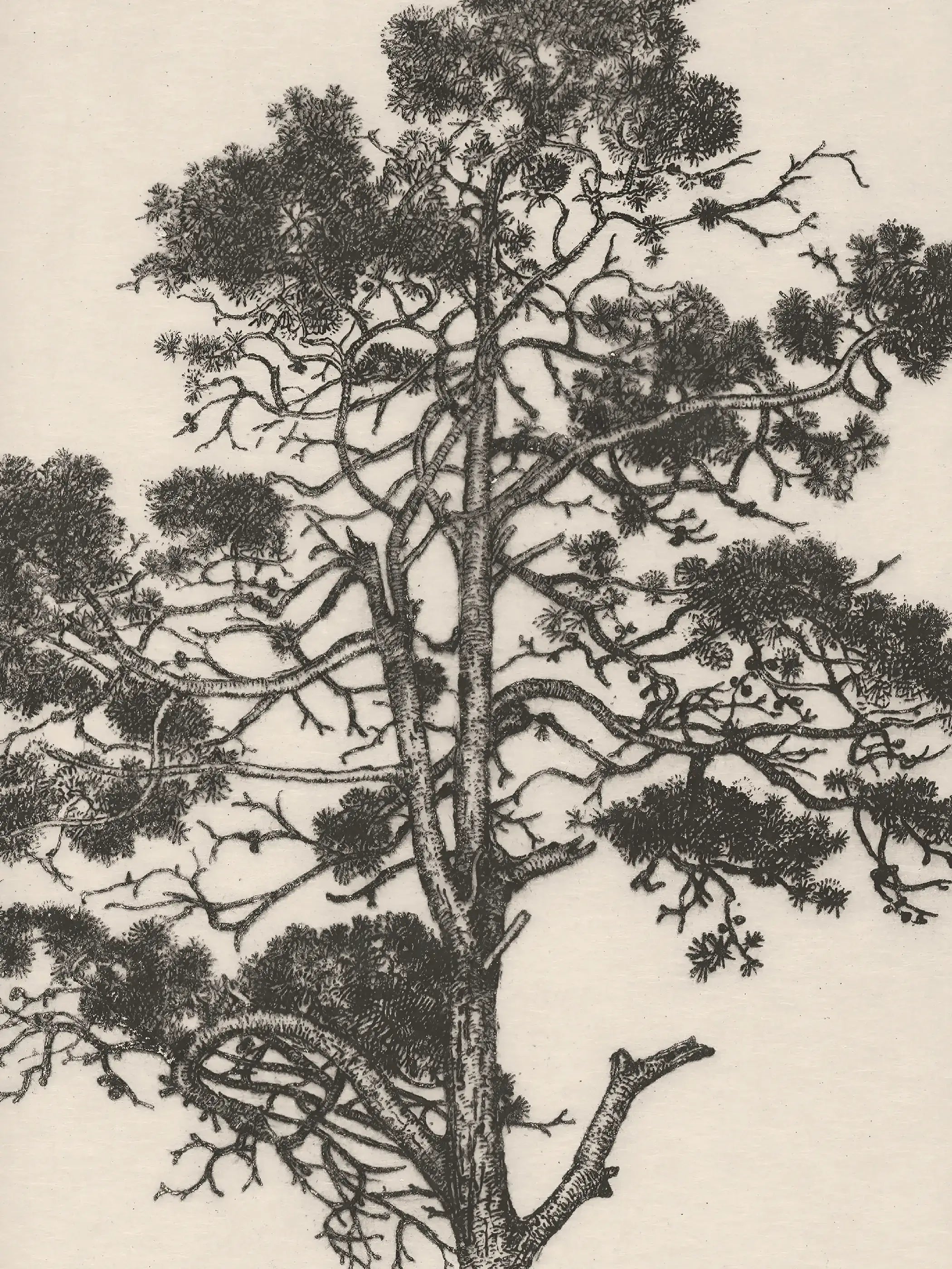 Die Nahaufnahme zeigt die feine Strichführung der Kiefer mit detailreichen Ästen, Nadeln und Baumstruktur. Die historische Naturzeichnung unterstreicht die Präzision klassischer botanischer Illustrationen und Vintage-Kunst.