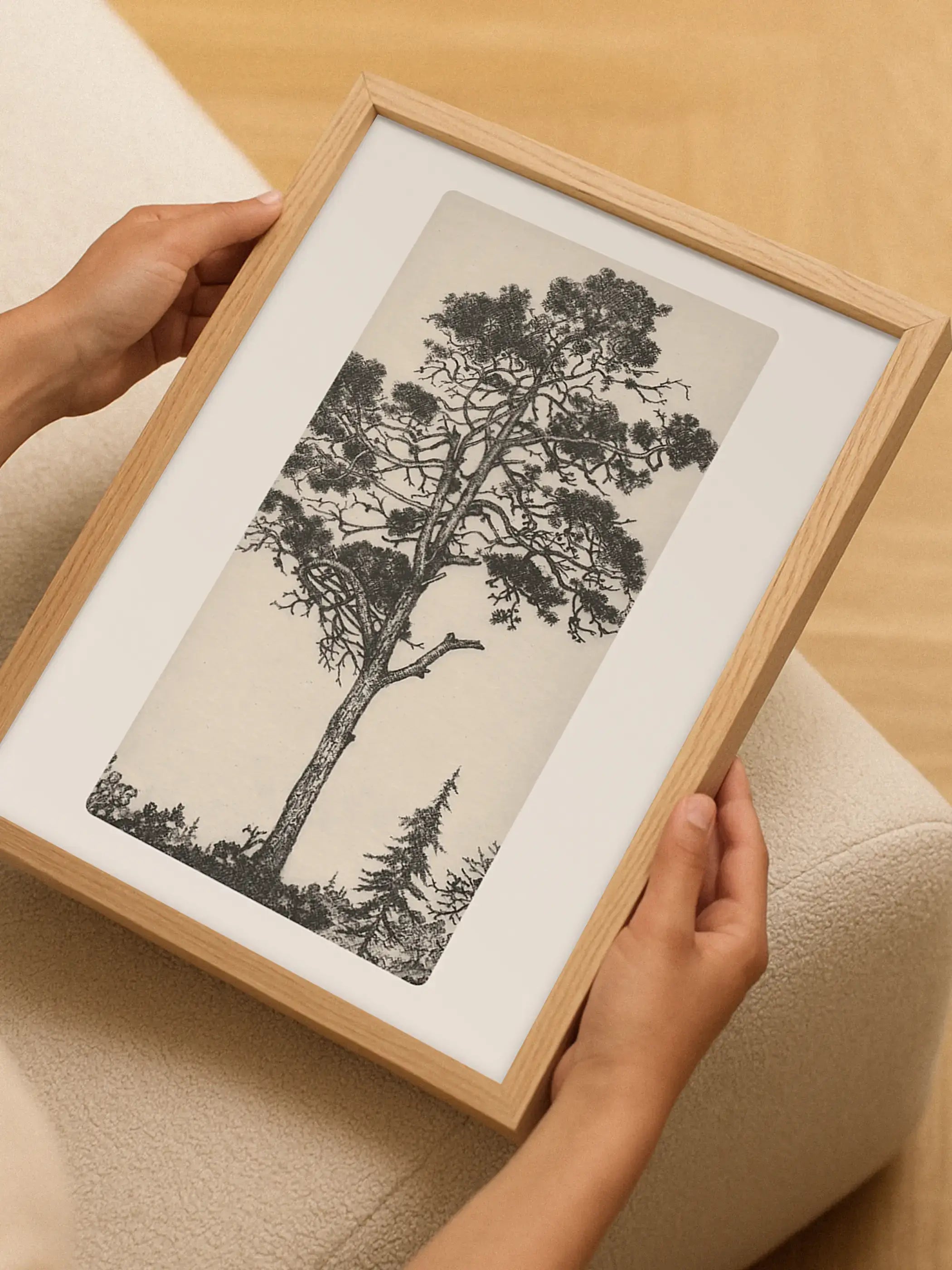 Eine Person hält einen gerahmten Kunstdruck mit einer filigranen historischen Kieferzeichnung in den Händen. Das botanische Wandbild zeigt die feinen Linien und die zeitlose Ästhetik klassischer Naturillustrationen.