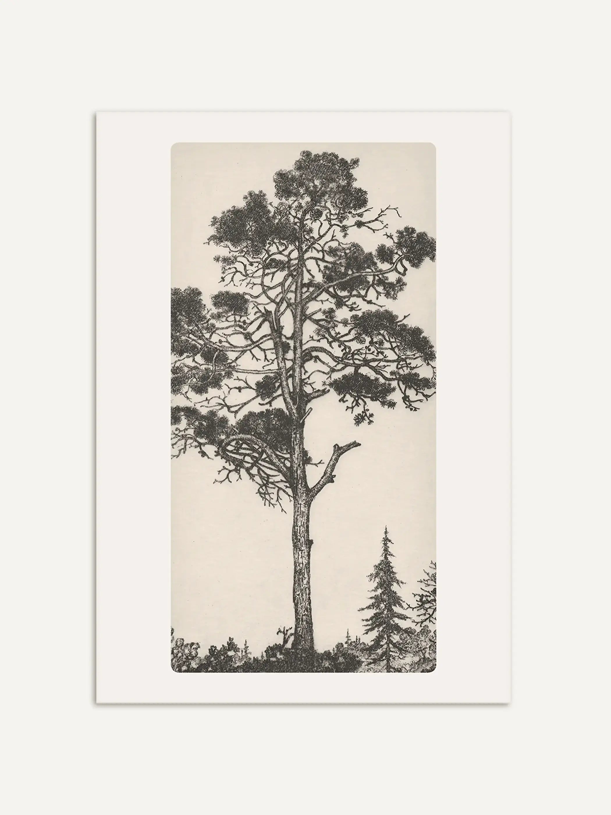 Die historische Schwarzweißzeichnung zeigt eine hochgewachsene Kiefer mit weit verzweigten Ästen vor hellem Hintergrund. Der botanische Kunstdruck verbindet klassische Naturillustration mit minimalistischer und zeitloser Wanddekoration.
