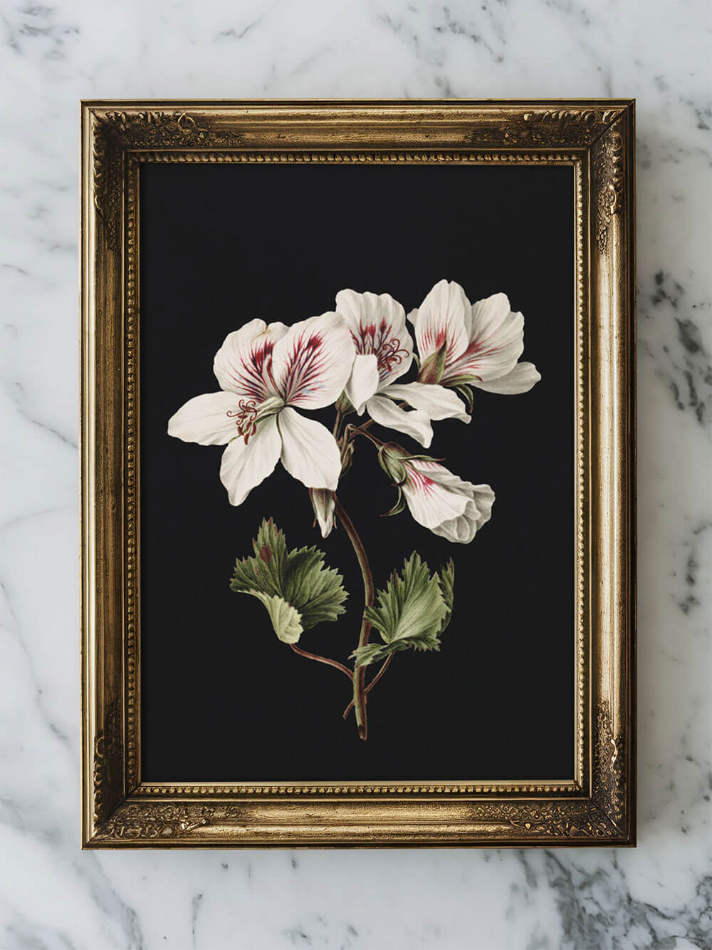 Ein feiner botanischer Kunstdruck einer weißen Blüte mit rötlichen Akzenten, präsentiert in einem antiken goldenen Rahmen, der auf einer weißen Marmorplatte liegt. Der dunkle Hintergrund hebt die zarten Details der Blütenblätter und Blätter hervor und verleiht dem Bild Tiefe und Eleganz.