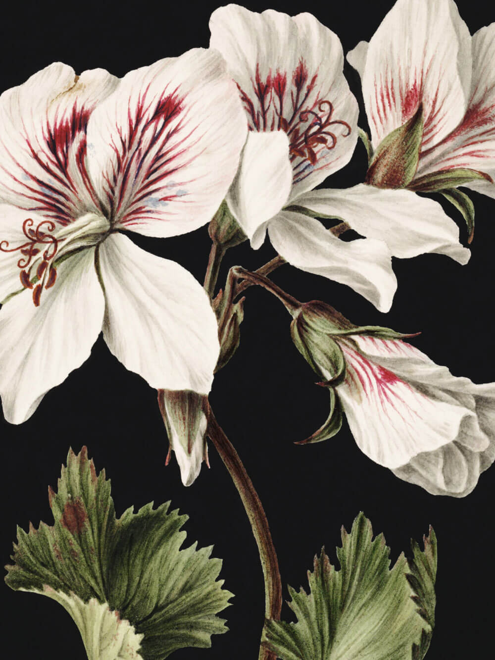 Nahaufnahme eines botanischen Kunstdrucks, der detaillierte weiße Blüten mit zarten rötlichen Linien und grünen Blättern zeigt. Die filigranen Adern der Blütenblätter sowie die satten Farben der Blätter werden durch den tiefschwarzen Hintergrund hervorgehoben. Die texturierte Darstellung vermittelt einen realistischen Eindruck der Pflanzen.