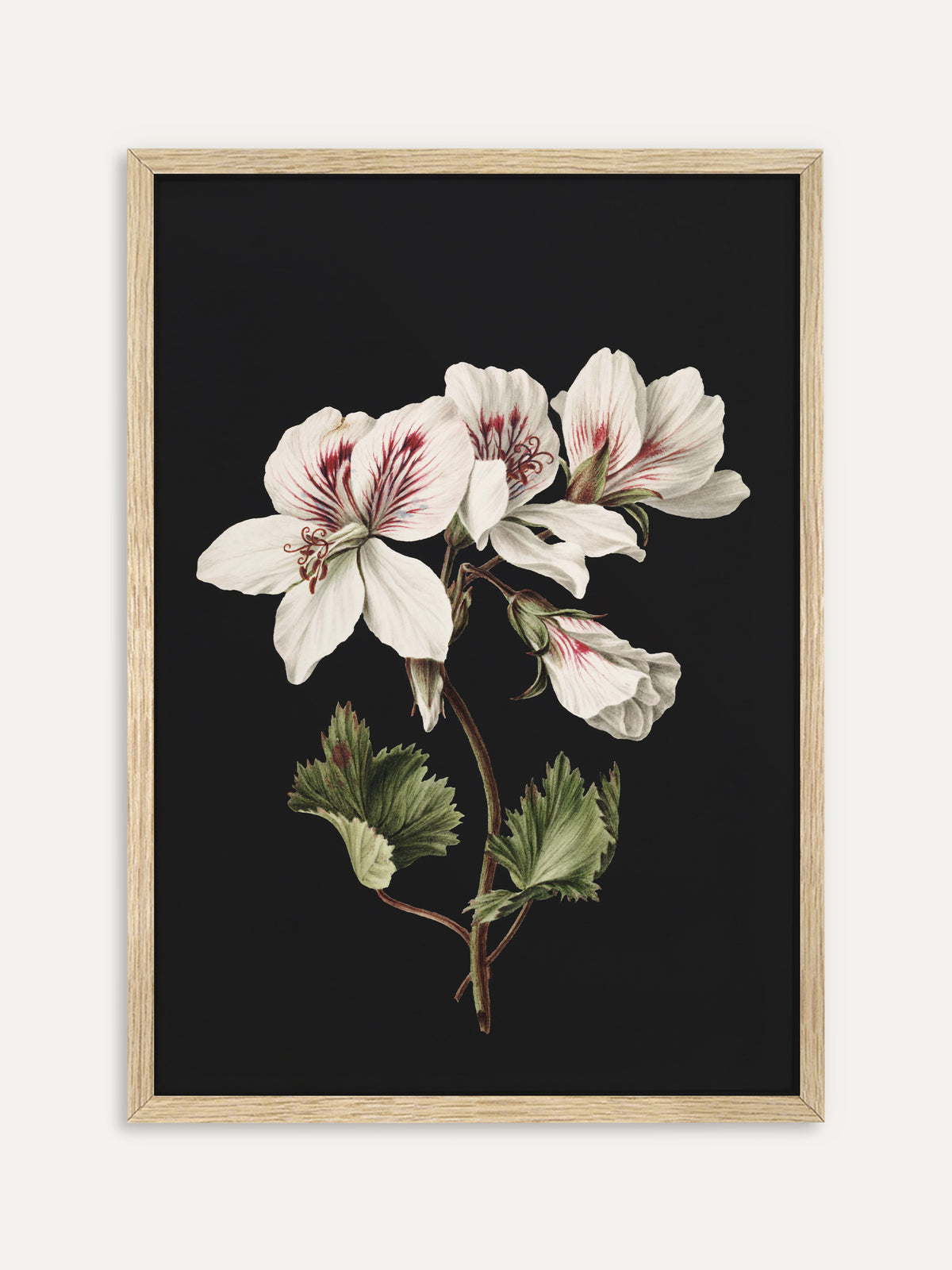 Kunstdruck, der einen Zweig weißer Geranien mit purpurroten Adern auf den Blütenblättern und gezackten grünen Blättern vor schwarzem Hintergrund zeigt. Im Rahmen aus hellem Holz wirkt das botanische Blumenbild frisch und natürlich. #Rahmen_Helles Holz