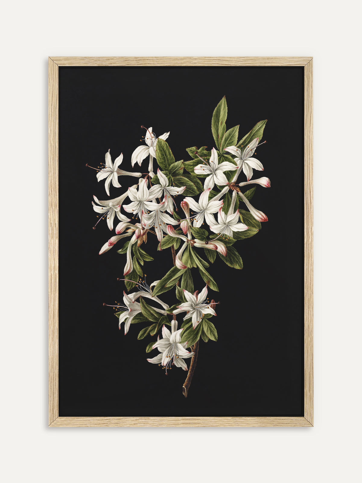 Kunstdruck, der einen blühenden Azaleenzweig mit weißen, rosa gesäumten Blüten, langen Staubfäden und frischgrünen Blättern vor schwarzem Hintergrund zeigt. Im Rahmen aus hellem Holz wirkt das botanische Bild leicht und hell. #Rahmen_Helles Holz