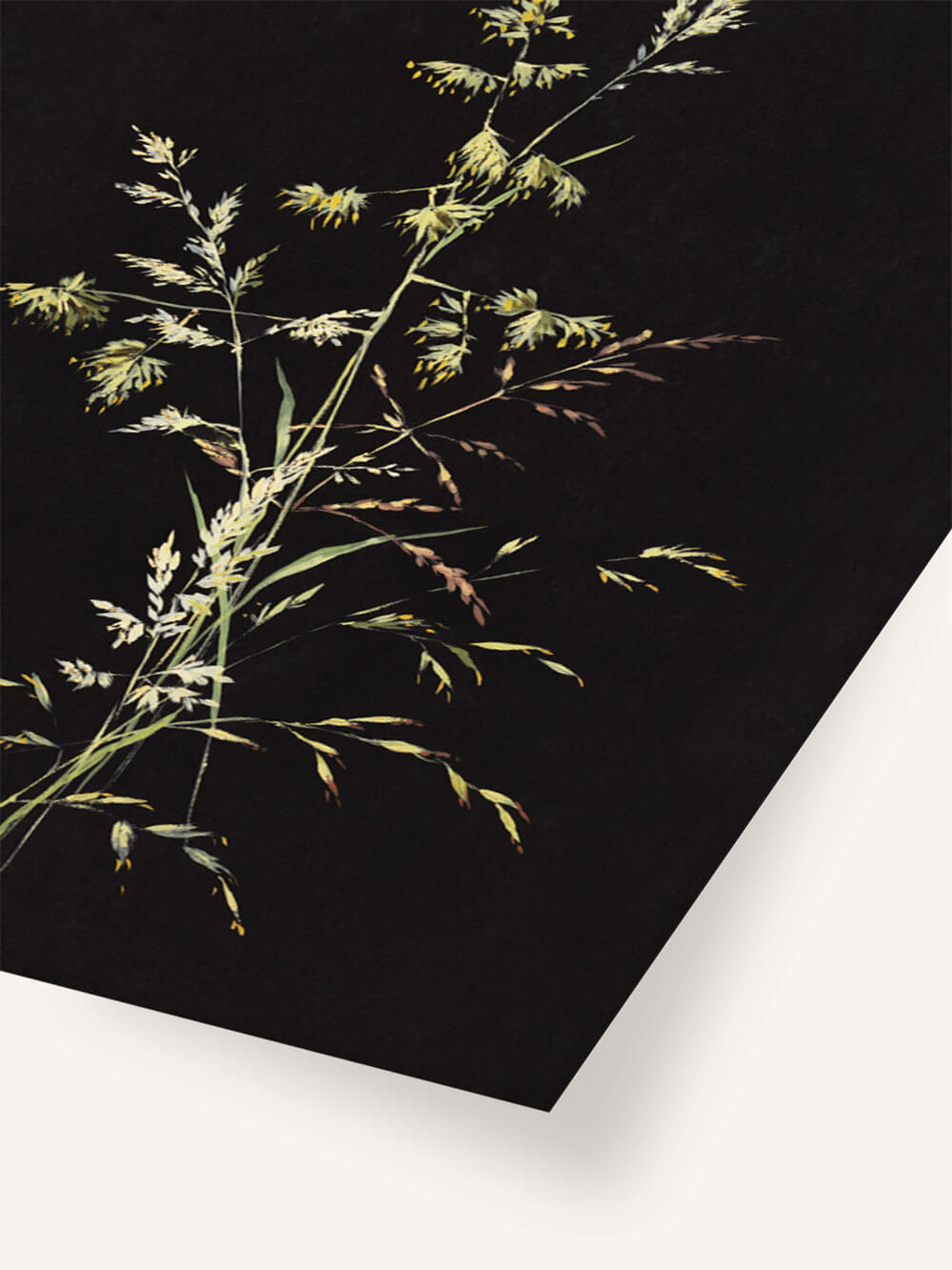 Nahaufnahme eines botanischen Kunstdrucks, die die zarten Details der Gräser auf einem tiefschwarzen Hintergrund zeigt. Feine, goldene Spitzen an den Halmen heben sich sanft vom dunklen Hintergrund ab, während die Blätter in verschiedenen Grüntönen schimmern und die filigrane Struktur der Pflanzen betonen.