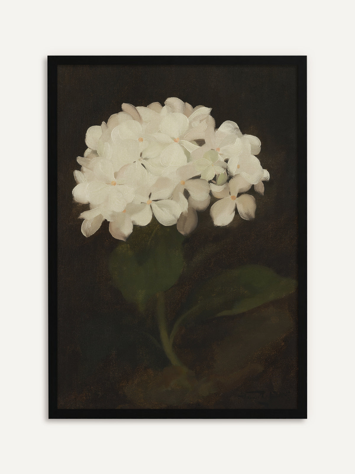 Gerahmtes Poster, das eine einzelne weiße Hortensienblüte mit zartrosa Schimmer und dunkelgrünen Blättern vor tiefbraunem Hintergrund zeigt. Mit schwarzem Rahmen leuchtet die weiße Blüte klar aus dem dunklen Vintage-Motiv hervor. #Rahmen_Schwarz