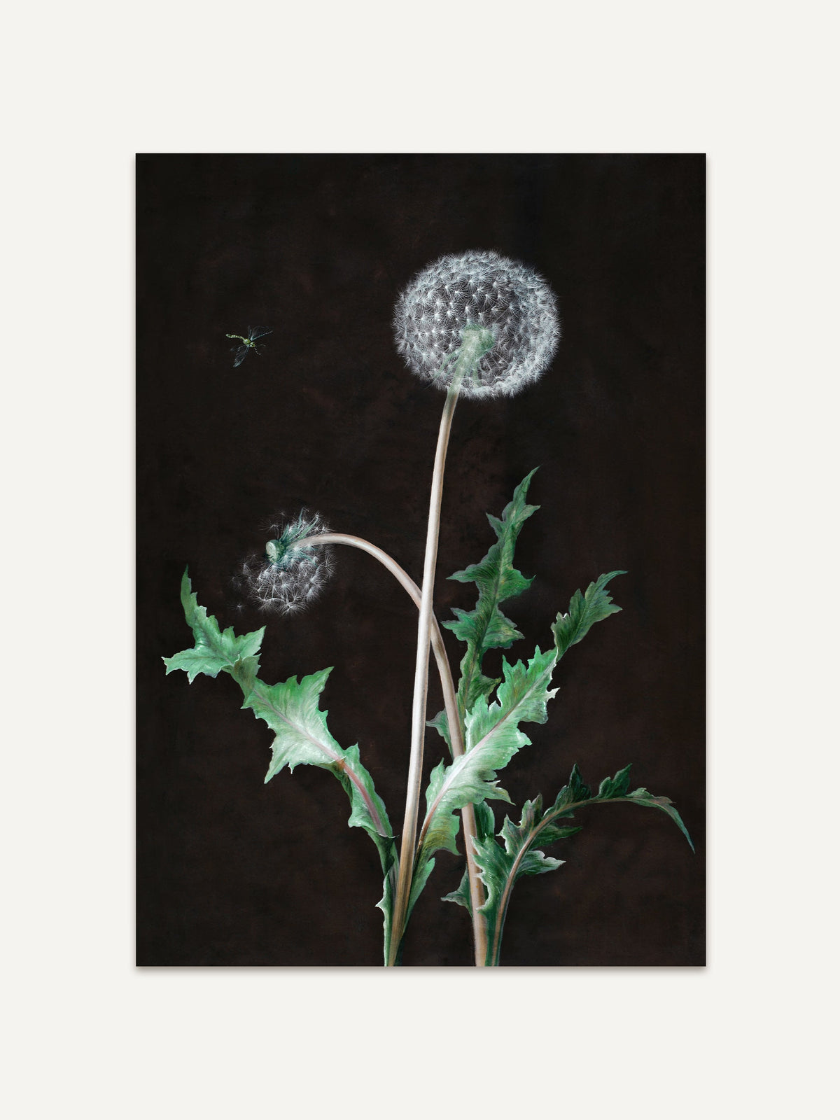 Botanischer Kunstdruck mit zwei Löwenzahnblüten auf tiefschwarzem Hintergrund. Die detailreiche Zeichnung bringt natürliche Eleganz ins Bild. #Rahmen_Ohne Rahmen