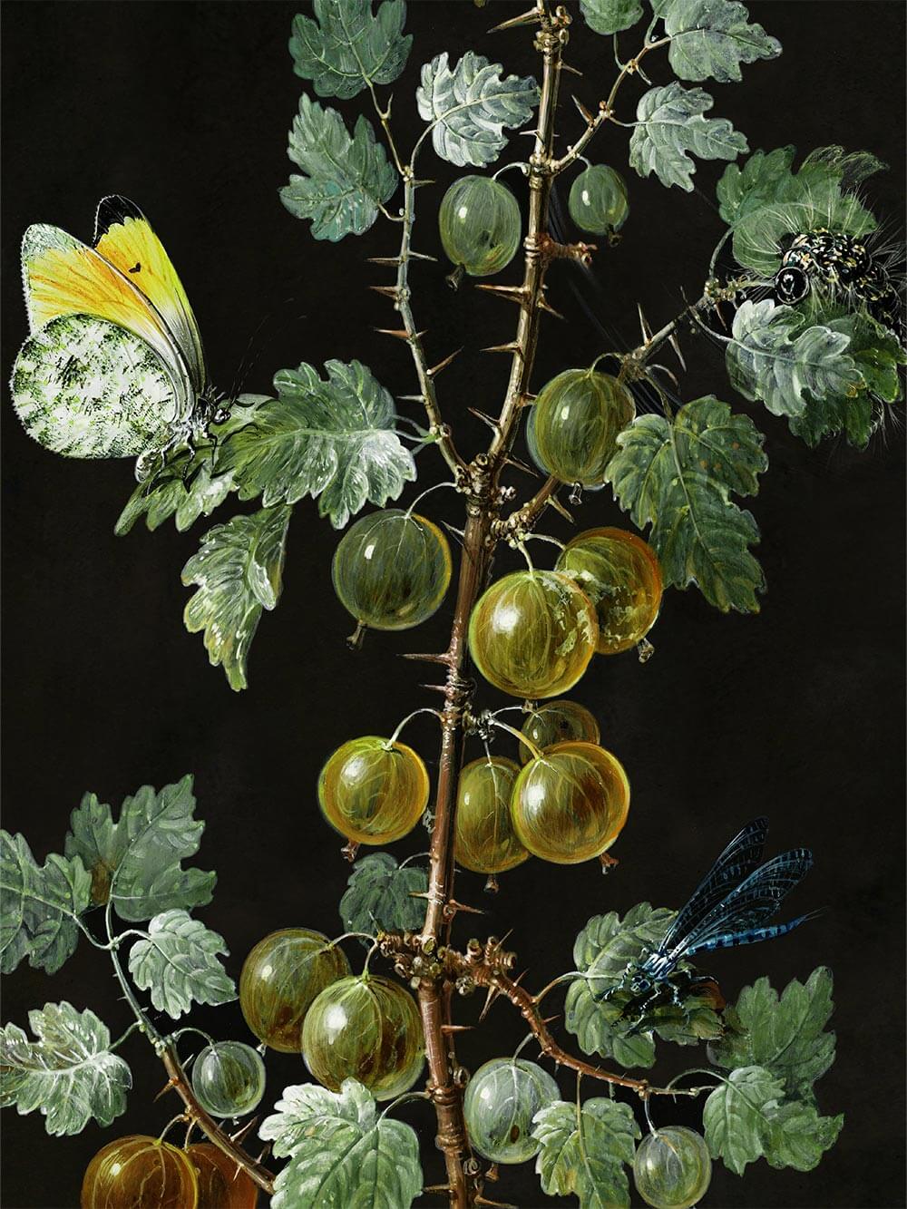 Fein gezeichnete Stachelbeeren mit filigranen Blättern, Schmetterling und Libelle vor dunklem Hintergrund. Die naturgetreue Darstellung wirkt wie ein altes Herbarium.