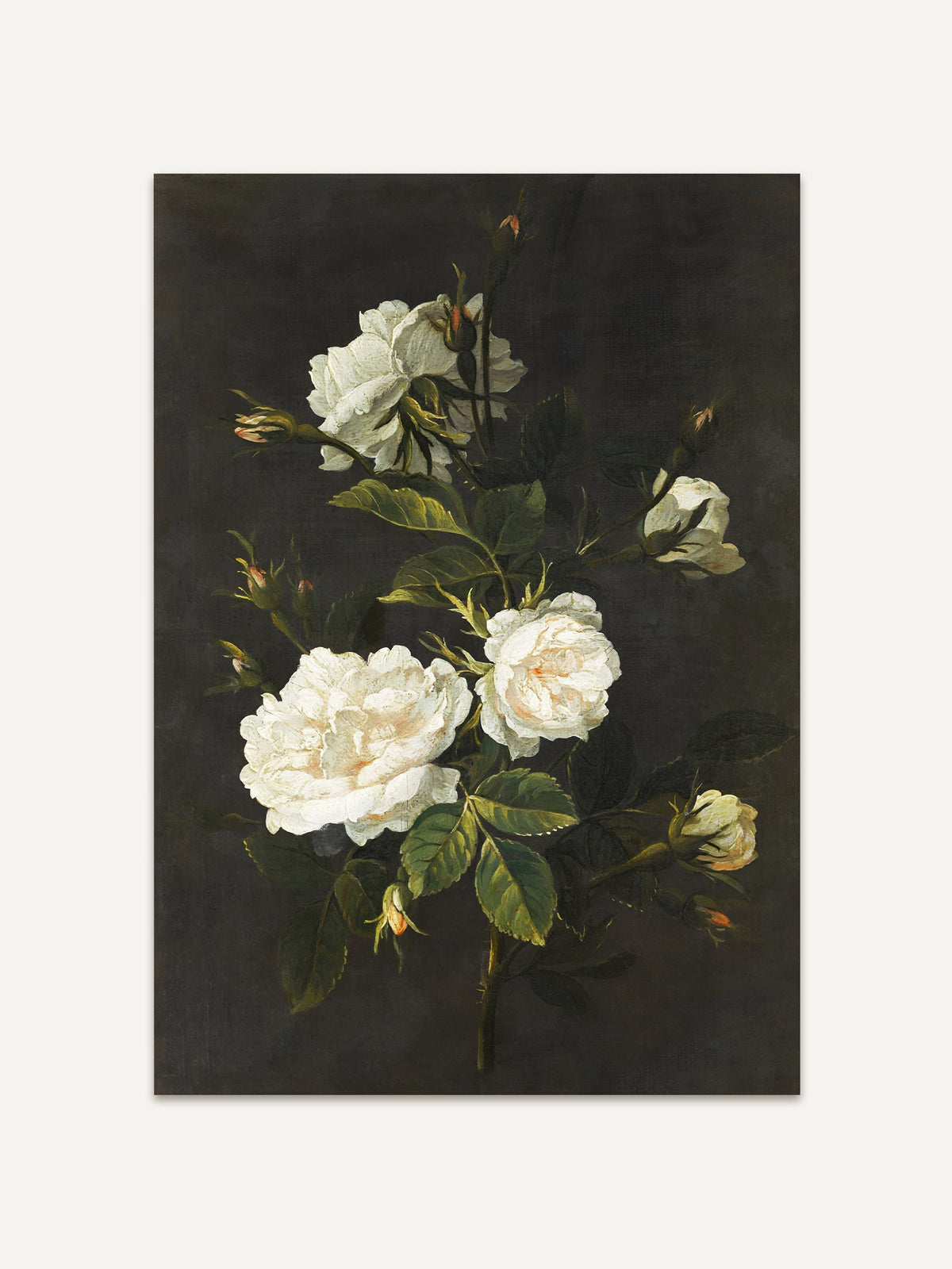 Barockes Stillleben Poster einer weißen Rosenblüte mit Knospen, auf dunklem Hintergrund. Die Blütenblätter der Rosen sind detailliert und zart, während die grünen Blätter einen natürlichen Kontrast zum dunklen Hintergrund bieten. #Rahmen_Ohne Rahmen