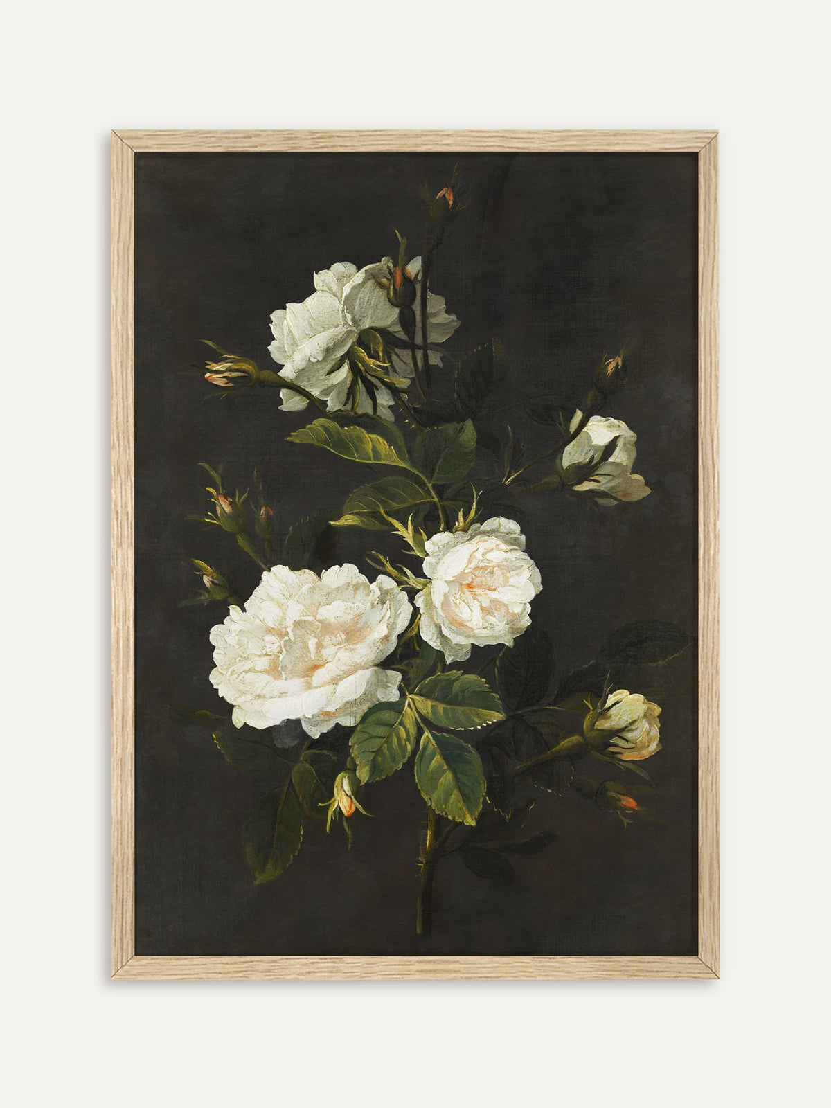 Kunstdruck, der weiße Rosen mit zartrosa Herz, kleine Knospen und dunkelgrüne Blätter vor dunkelbraunem Hintergrund zeigt. Im Rahmen aus hellem Holz wirkt das Rosenbild sanft und ruhig. #Rahmen_Helles Holz