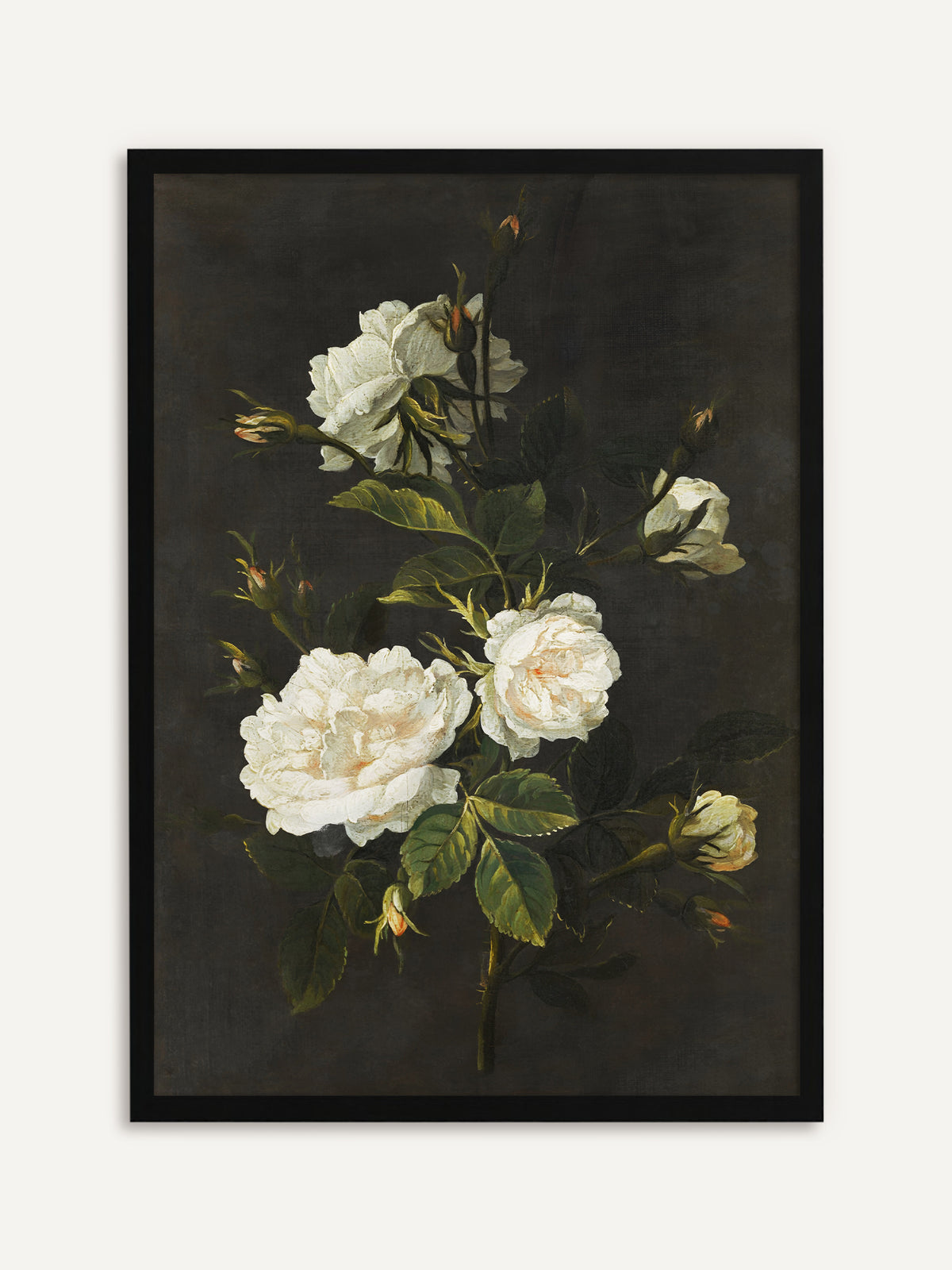 Gerahmtes Poster, das weiße Rosen mit zartrosa Herz, kleine Knospen und dunkelgrüne Blätter vor dunkelbraunem Hintergrund zeigt. Mit schwarzem Rahmen wird das barocke Rosenstillleben klar und elegant. #Rahmen_Schwarz