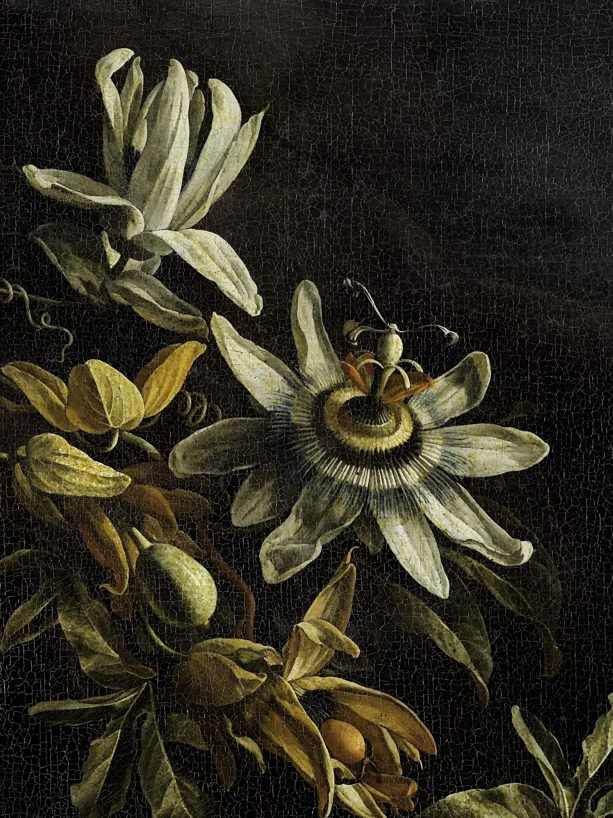 Barockes Blumenstillleben mit einer Passionsblume, rankenden Blättern und kleinen Früchten vor nahezu schwarzem Hintergrund. Der Kunstdruck zeigt die feine botanische Detailgenauigkeit und die stille, konzentrierte Bildwirkung.