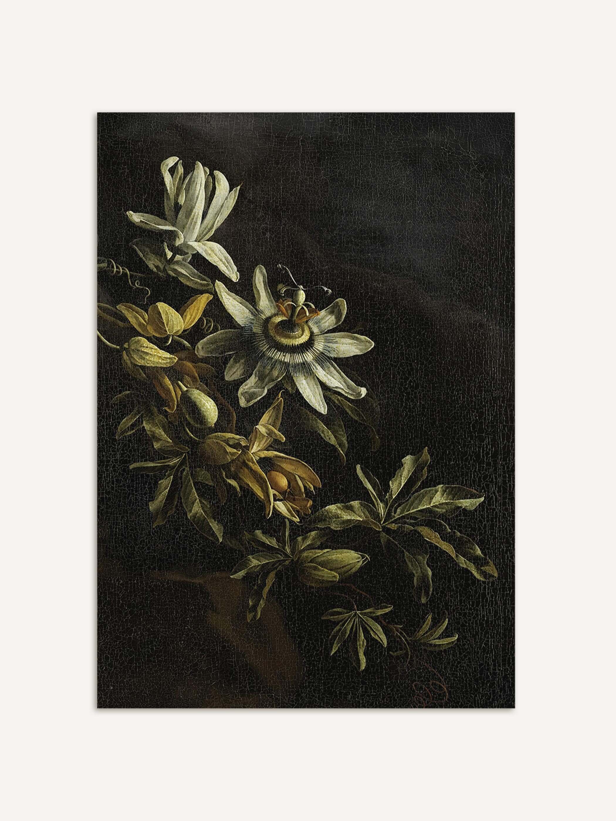 Nahaufnahme der Passionsblume mit fein ausgearbeiteten Blütenblättern, Ranken und kleinen Früchten vor tiefschwarzem Hintergrund. Die sichtbare Craquelure und die präzise botanische Darstellung zeigen die Qualität dieses Barock Kunstdrucks im Detail.