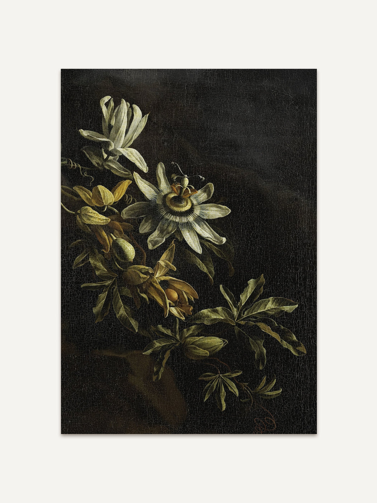 Kunstdruck eines barocken Blumenstilllebens mit einer weißen Passionsblume, Ranken, kleinen Früchten und olivgrünen Blättern vor fast schwarzem Grund. Das feine Craquelé der alten Malerei gibt dem dunklen Motiv Tiefe. #Rahmen_Ohne Rahmen
