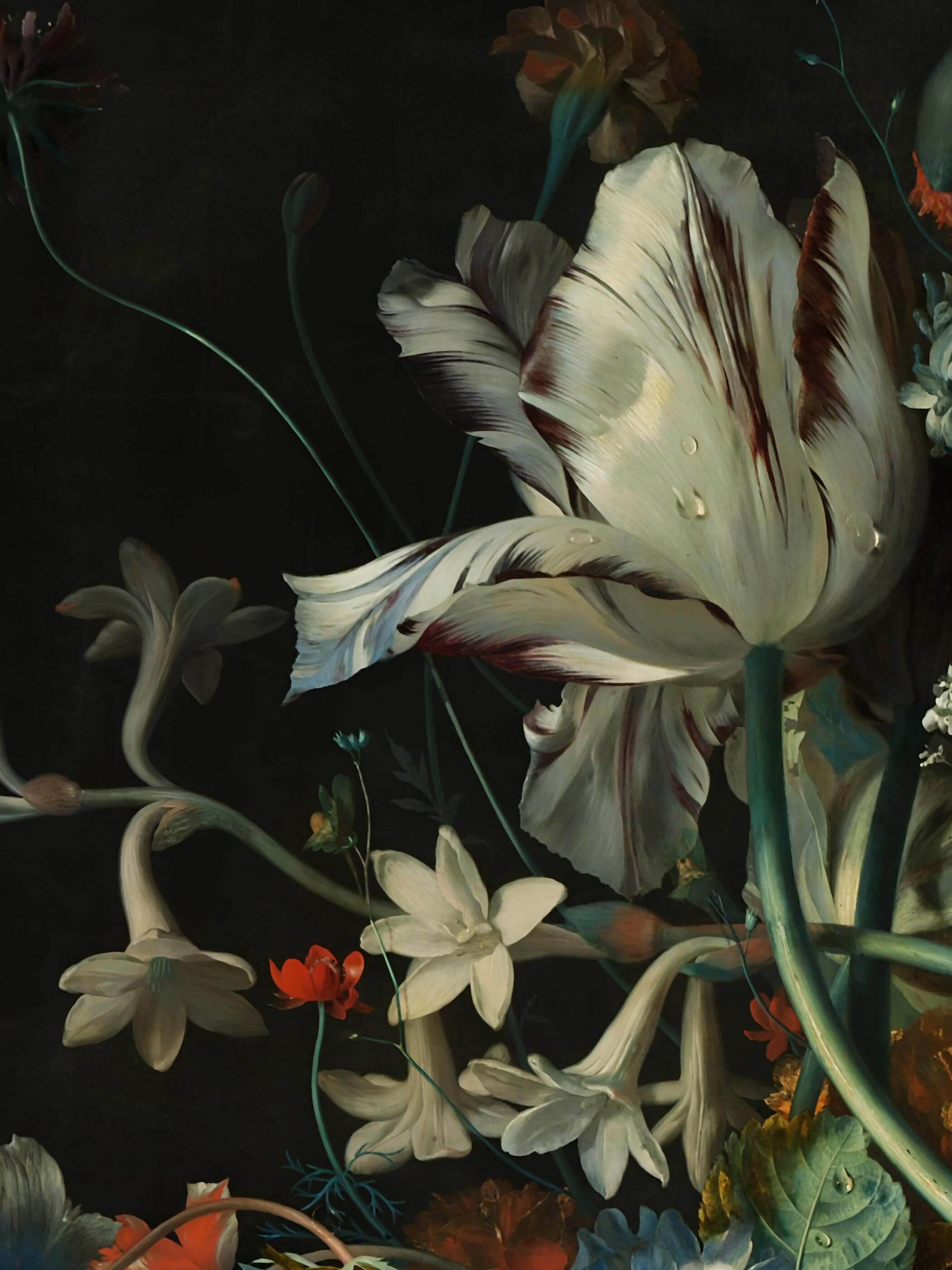 Nahaufnahme der weiß-burgunderroten Tulpe mit feinen Wassertropfen und der zarten Narzissenblüten davor. Die präzise Maltechnik und die naturgetreue Textur zeigen die Qualität dieses Barock Kunstdrucks im Detail.