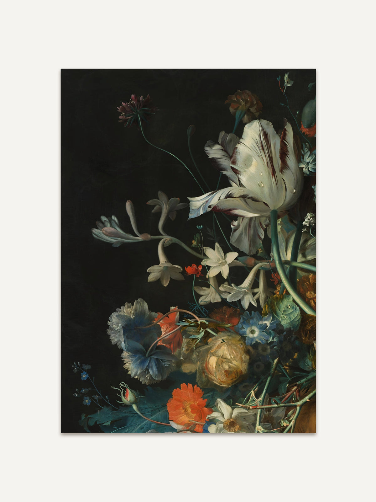 Barockes Blumenstillleben mit einer großen weiß-burgunderroten Tulpe, weißen Narzissen und einer blauen Nelke vor tiefschwarzem Hintergrund. Der Kunstdruck zeigt die feine Lichtführung und die naturgetreue Blütendarstellung im Detail. #Rahmen_Ohne Rahmen