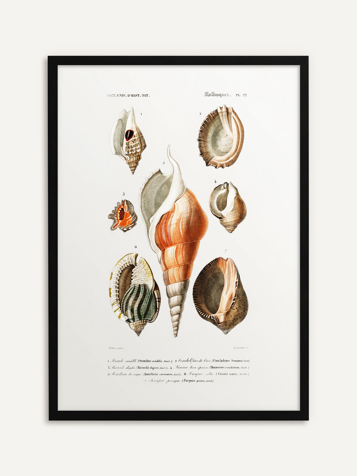 Gerahmtes Poster, das sieben Meeresschnecken in Orange, Braun, Grau und Grün mit einem großen orangefarbenen Spiralgehäuse in der Mitte und feinen französischen Beschriftungen auf cremeweißem Grund zeigt. Mit schwarzem Rahmen wird die Vintage-Tafel grafisch und klar. #Rahmen_Schwarz