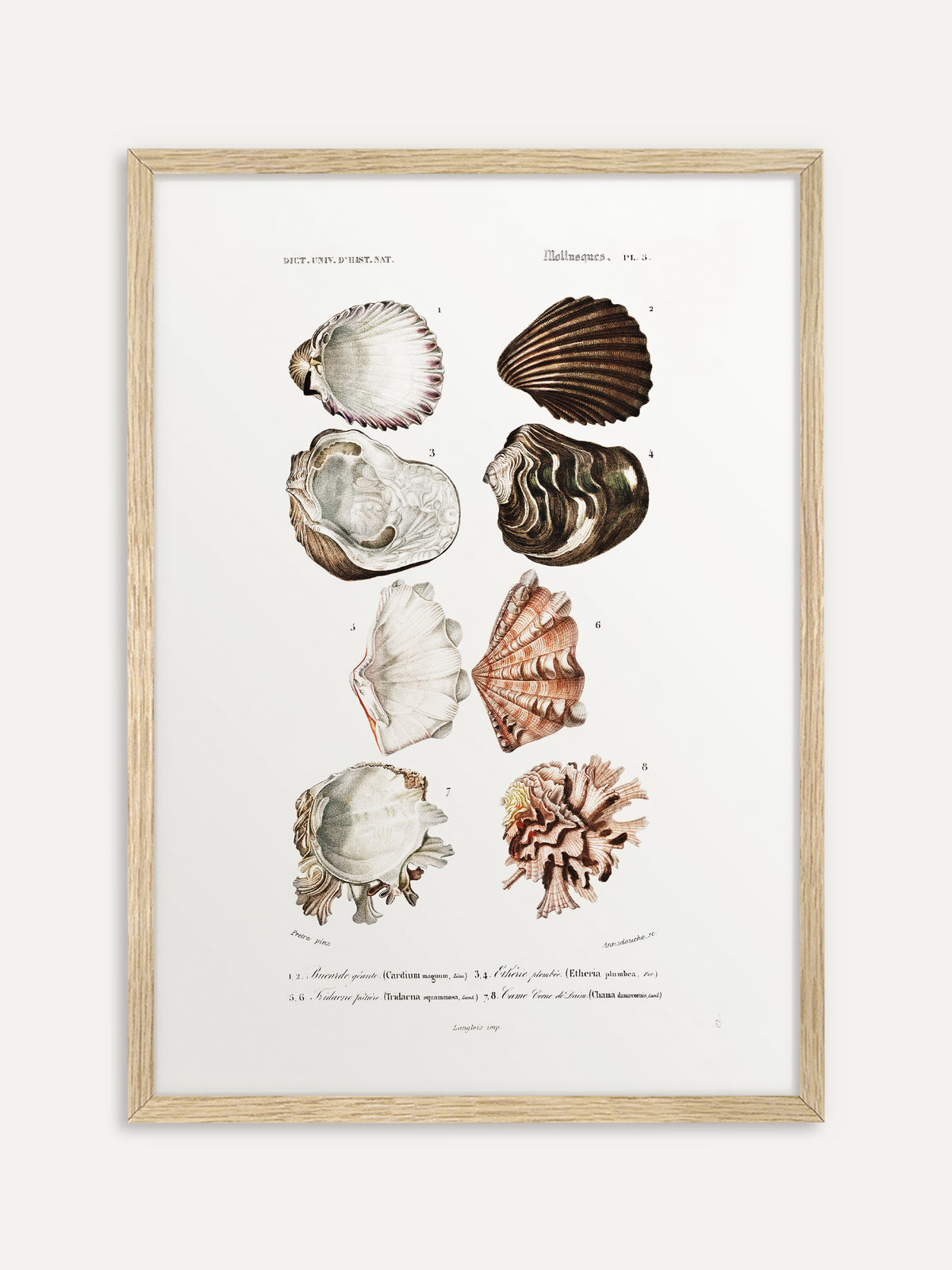 Kunstdruck, der acht Muscheln in Weiß, Braun und Rosé mit gerippten, gewellten und krausen Schalen und feinen französischen Beschriftungen auf cremeweißem Grund zeigt. Im hellen Holzrahmen wirkt die Tafel maritim und leicht. #Rahmen_Helles Holz