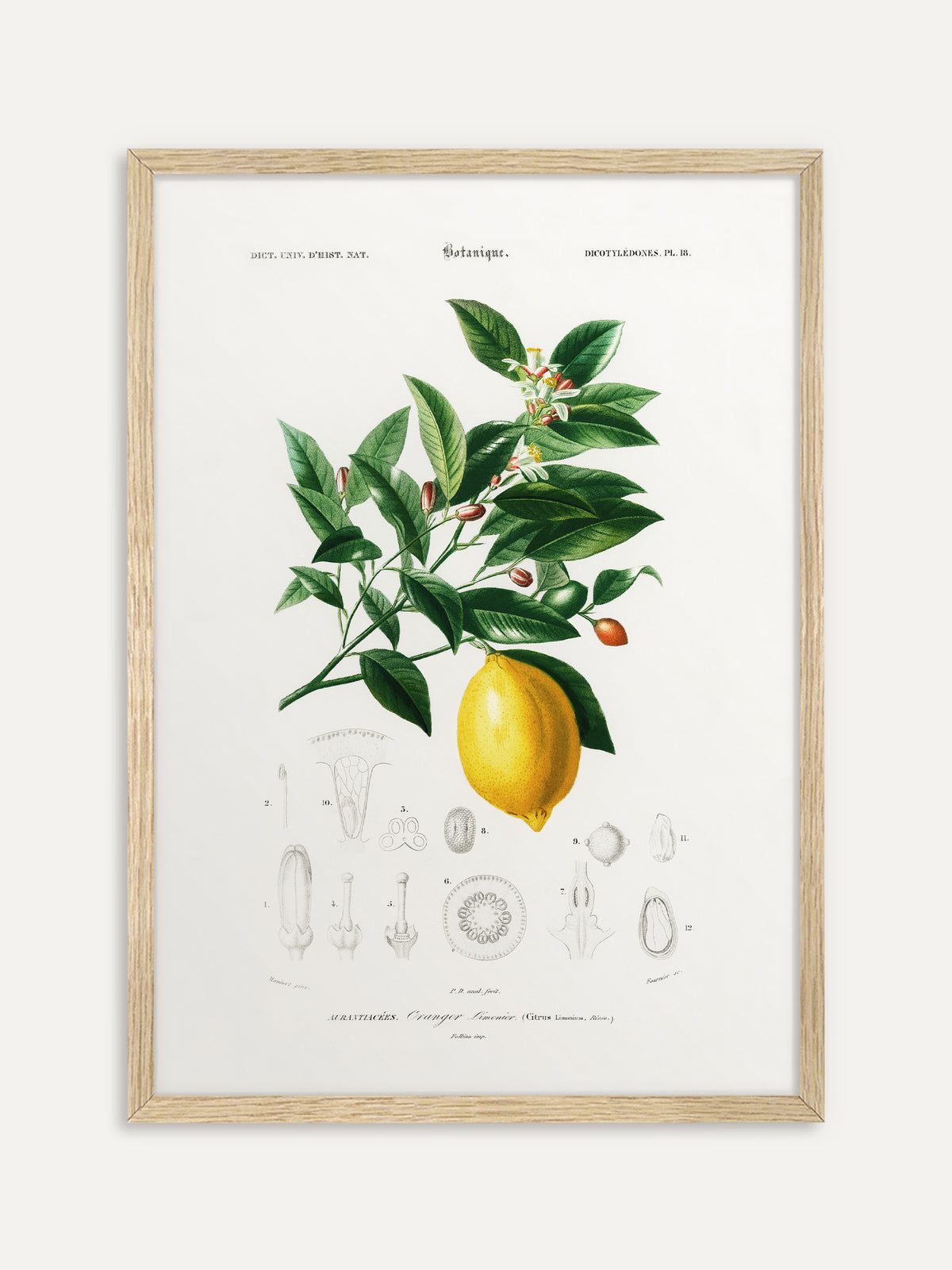 Kunstdruck, der einen Zitronenzweig mit glänzenden grünen Blättern, weißen Blüten, roten Knospen und einer reifen gelben Zitrone zeigt, darunter feine botanische Detailzeichnungen auf cremeweißem Grund. Im hellen Holzrahmen passt er gut in die Küche. #Rahmen_Helles Holz