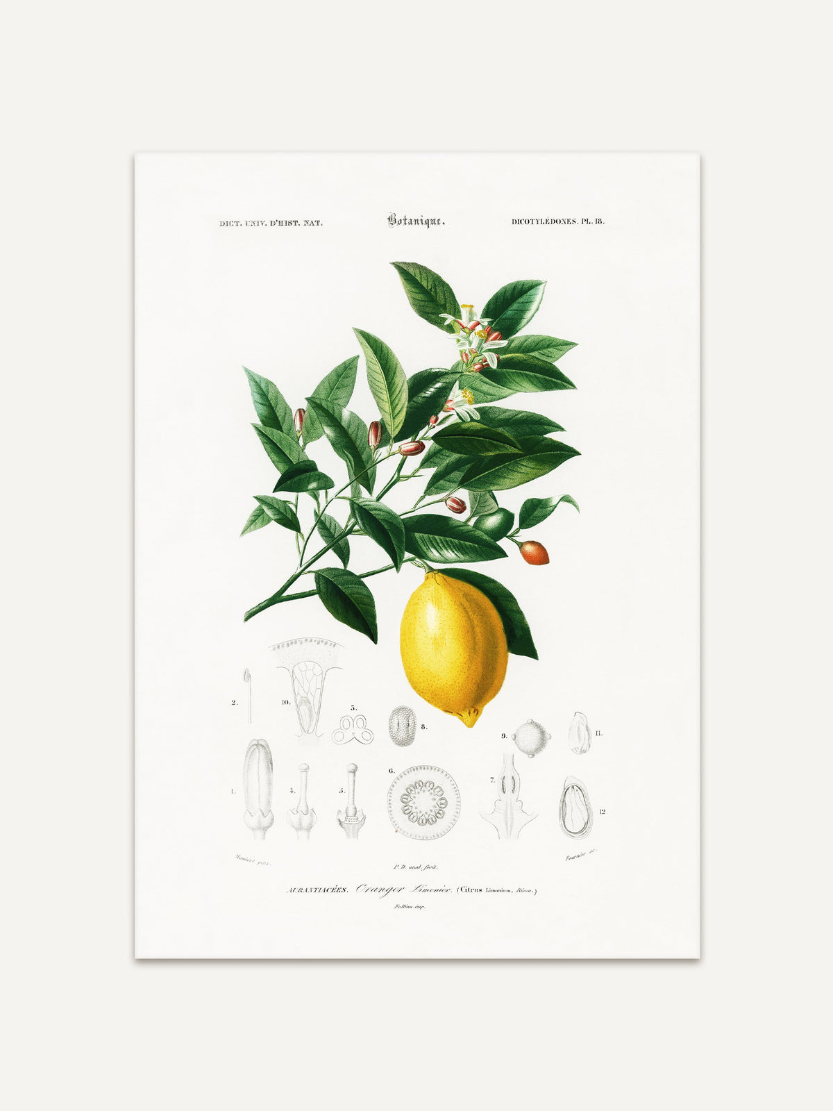 Detaillierte botanische Illustration einer Zitronenpflanze mit grünen Blättern, weißen Blüten und einer reifen Zitrone, ergänzt durch feine wissenschaftliche Zeichnungen. Klassischer Vintage-Kunstdruck im Stil historischer Naturstudien. #Rahmen_Ohne Rahmen