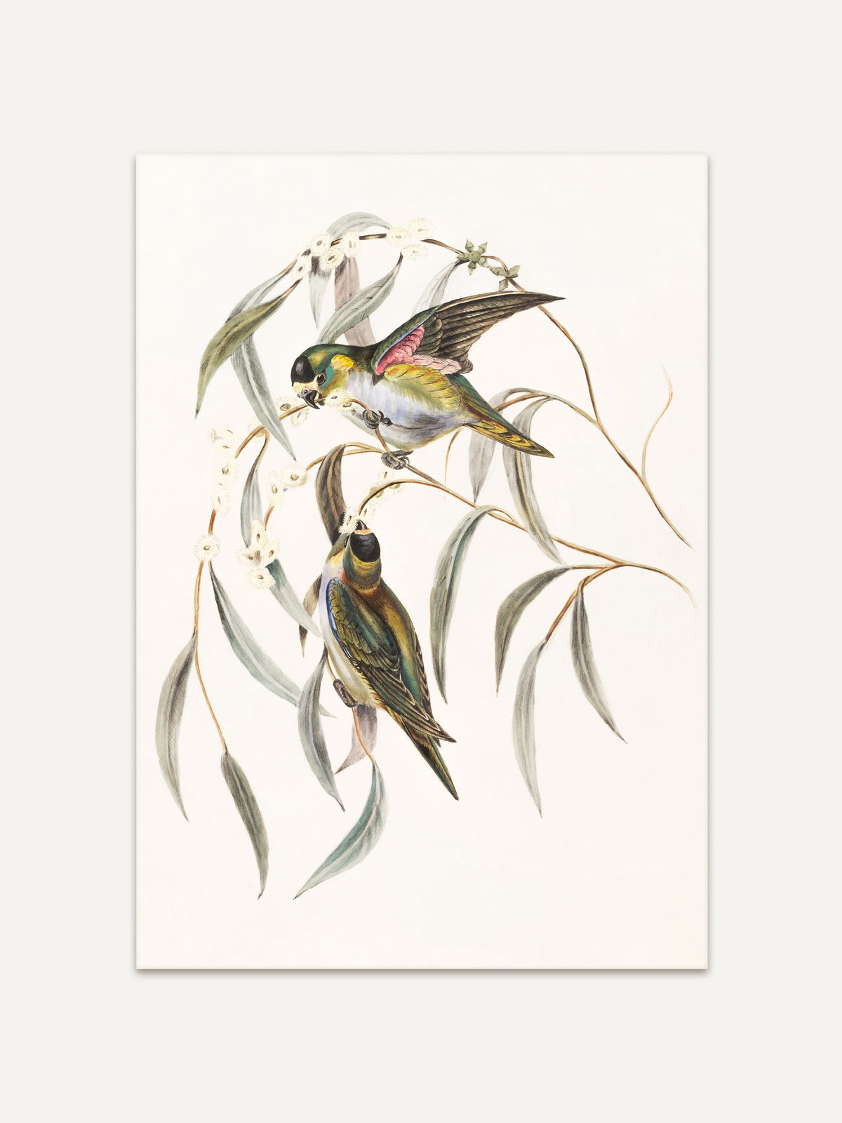 Detailreiche Vintage-Vogelillustration mit zwei bunten Vögeln, die auf zarten Eukalyptuszweigen sitzen. Der Kunstdruck zeigt die Vögel in natürlichen Farben auf einem klaren, cremefarbenen Hintergrund. #Rahmen_Ohne Rahmen