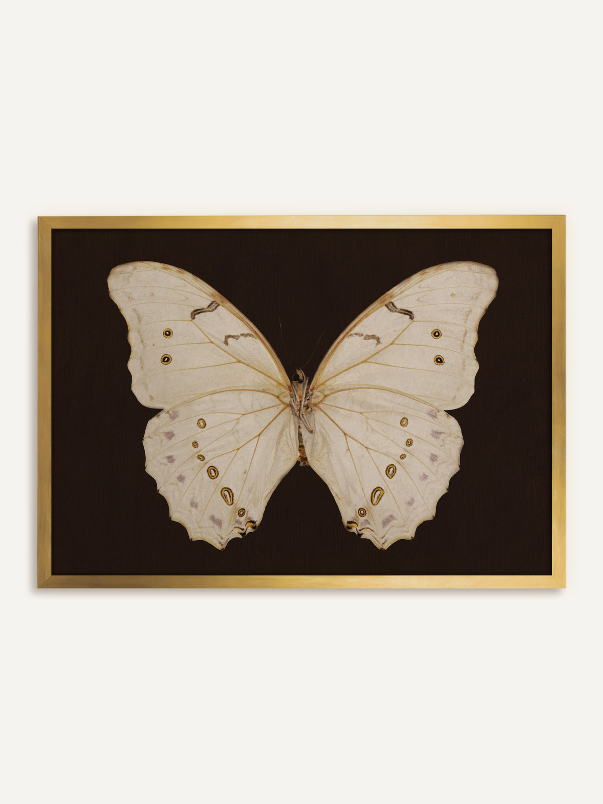 Wandbild, das einen cremeweißen Schmetterling mit goldgelben Augenflecken und zarten violetten Tupfen zeigt, mittig auf dunkelbraunem Grund. Im goldenen Rahmen greift das Bild die goldenen Augenflecken auf und wirkt wie ein antikes Sammlerstück. #Rahmen_Gold