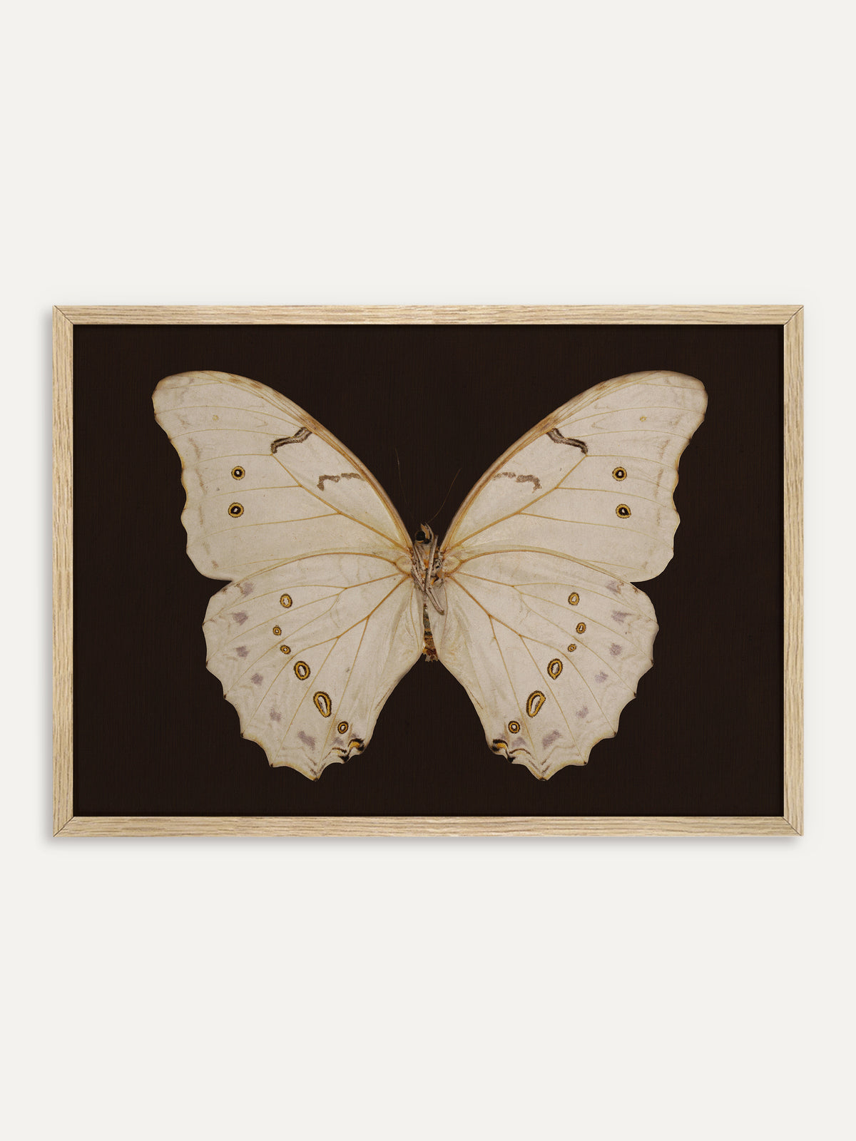 Kunstdruck, der einen cremeweißen Schmetterling mit goldgelben Augenflecken und zarten violetten Tupfen zeigt, mittig auf dunkelbraunem Grund. Im Rahmen aus hellem Holz wirkt die Schmetterlingsstudie natürlich und ruhig. #Rahmen_Helles Holz