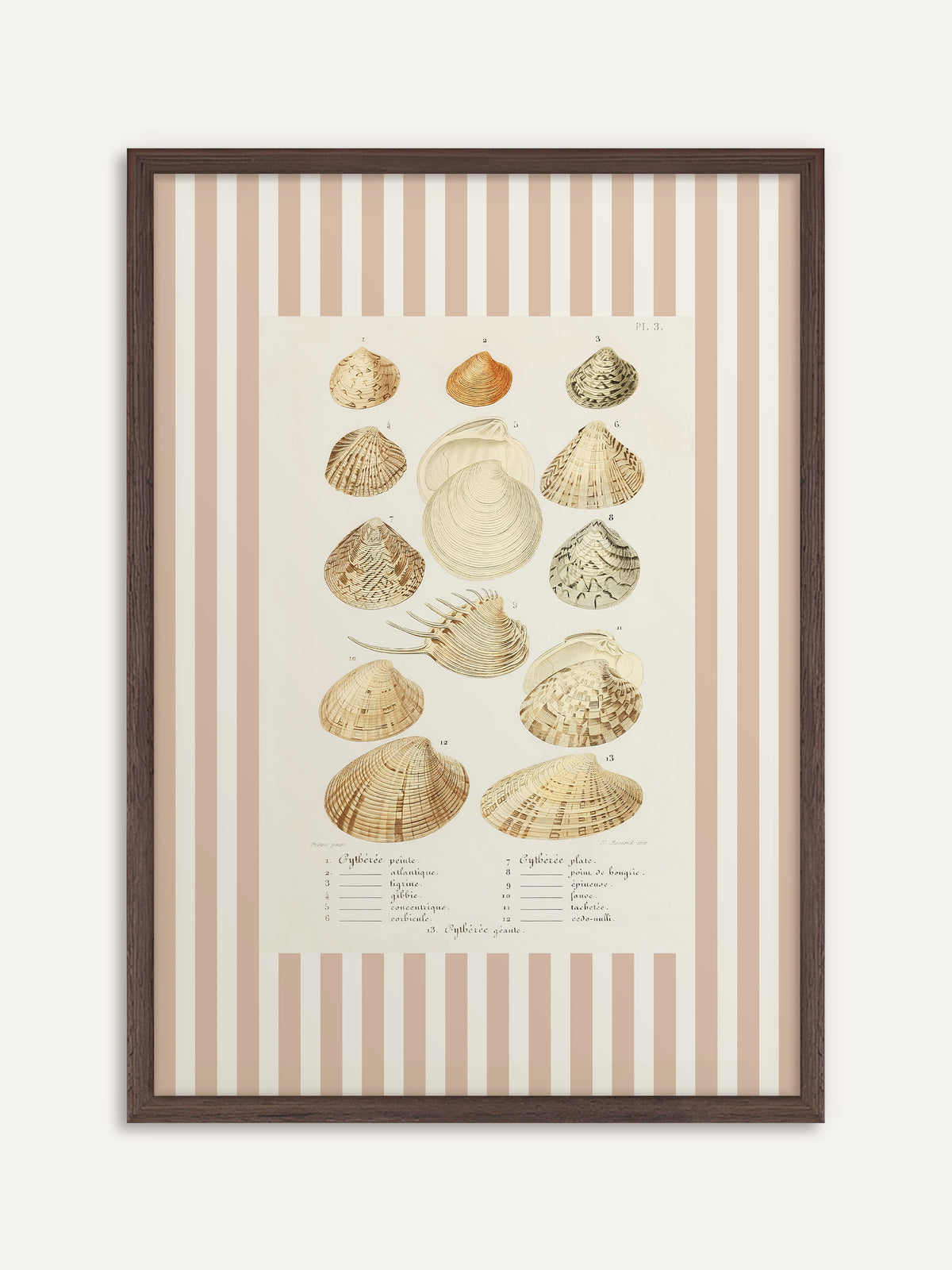 Poster, das dreizehn Venusmuscheln in Beige-, Sand- und Brauntönen mit französischer Beschriftung zeigt, eingefasst von breiten beige-weißen Streifen. Der dunkle Holzrahmen gibt den zarten Farben mehr Halt. #Rahmen_Dunkles Holz