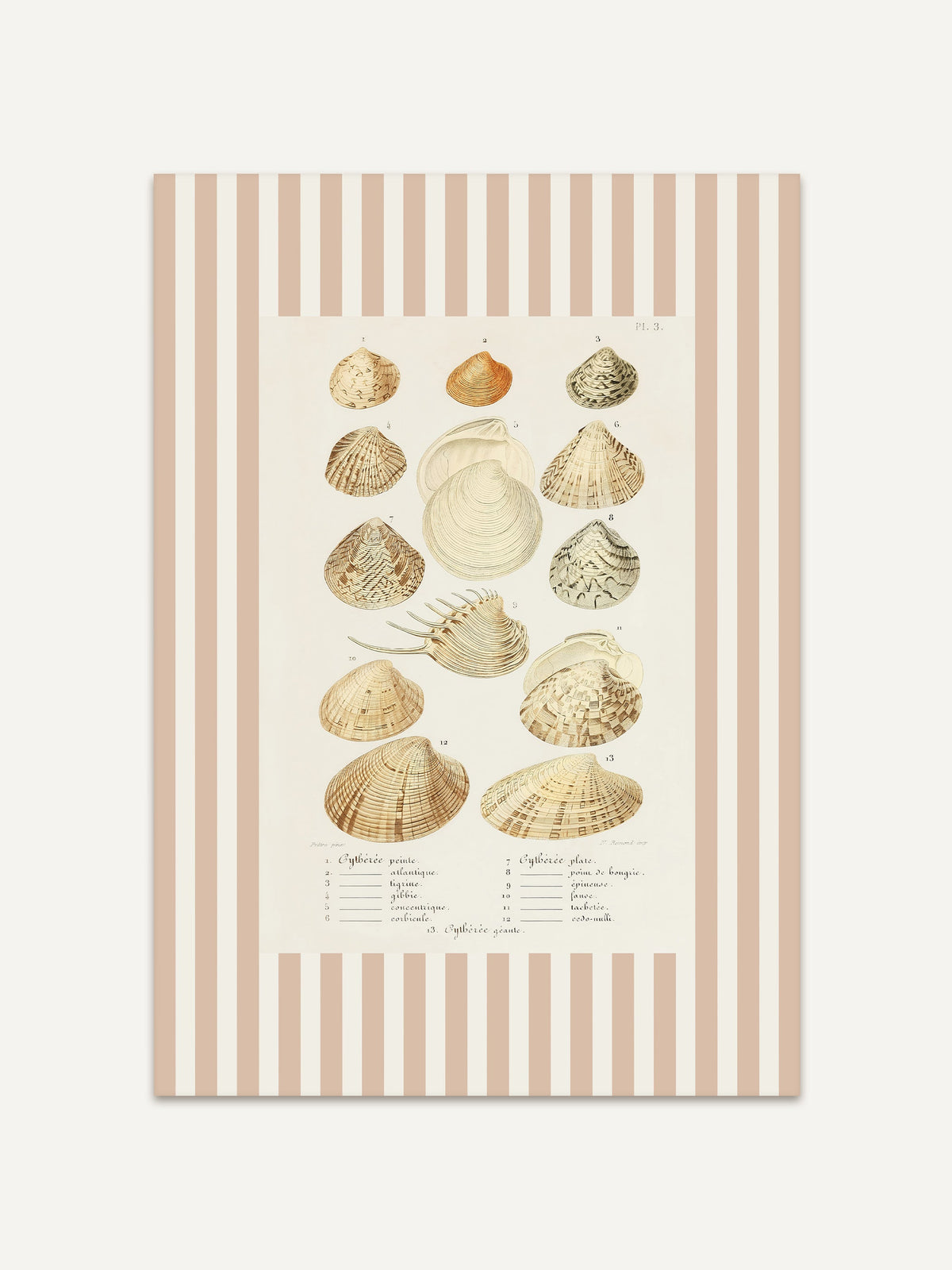Botanischer Kunstdruck mit detailgetreuen Muschelzeichnungen in Beige- und Sandtönen. Der beigefarbene Streifenrahmen verleiht dem Vintage-Seashell-Artwork einen charmanten Retro-Look. #Rahmen_Ohne Rahmen
