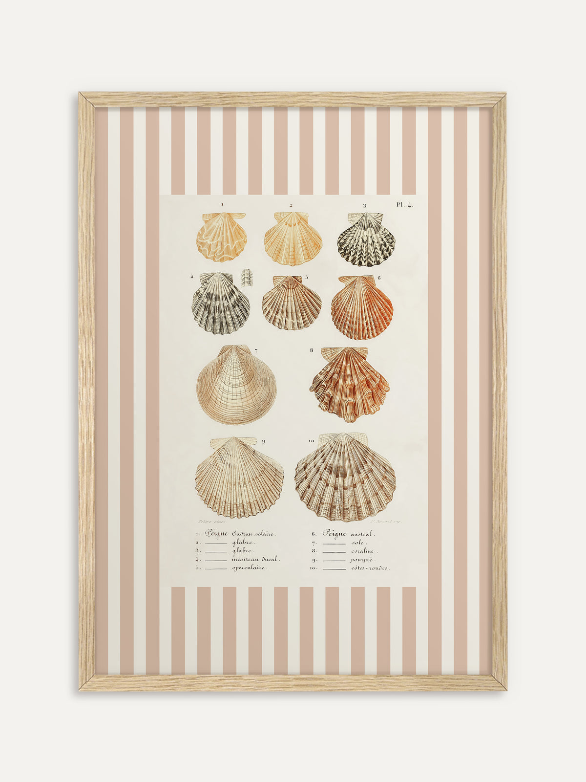 Kunstdruck, der zehn Kammmuscheln in Apricot, Orange, Grau und Sand mit französischer Beschriftung auf cremeweißem Feld zeigt, umgeben von breiten beige-weißen Streifen. Im hellen Holzrahmen wirkt das Motiv sommerlich und maritim. #Rahmen_Helles Holz