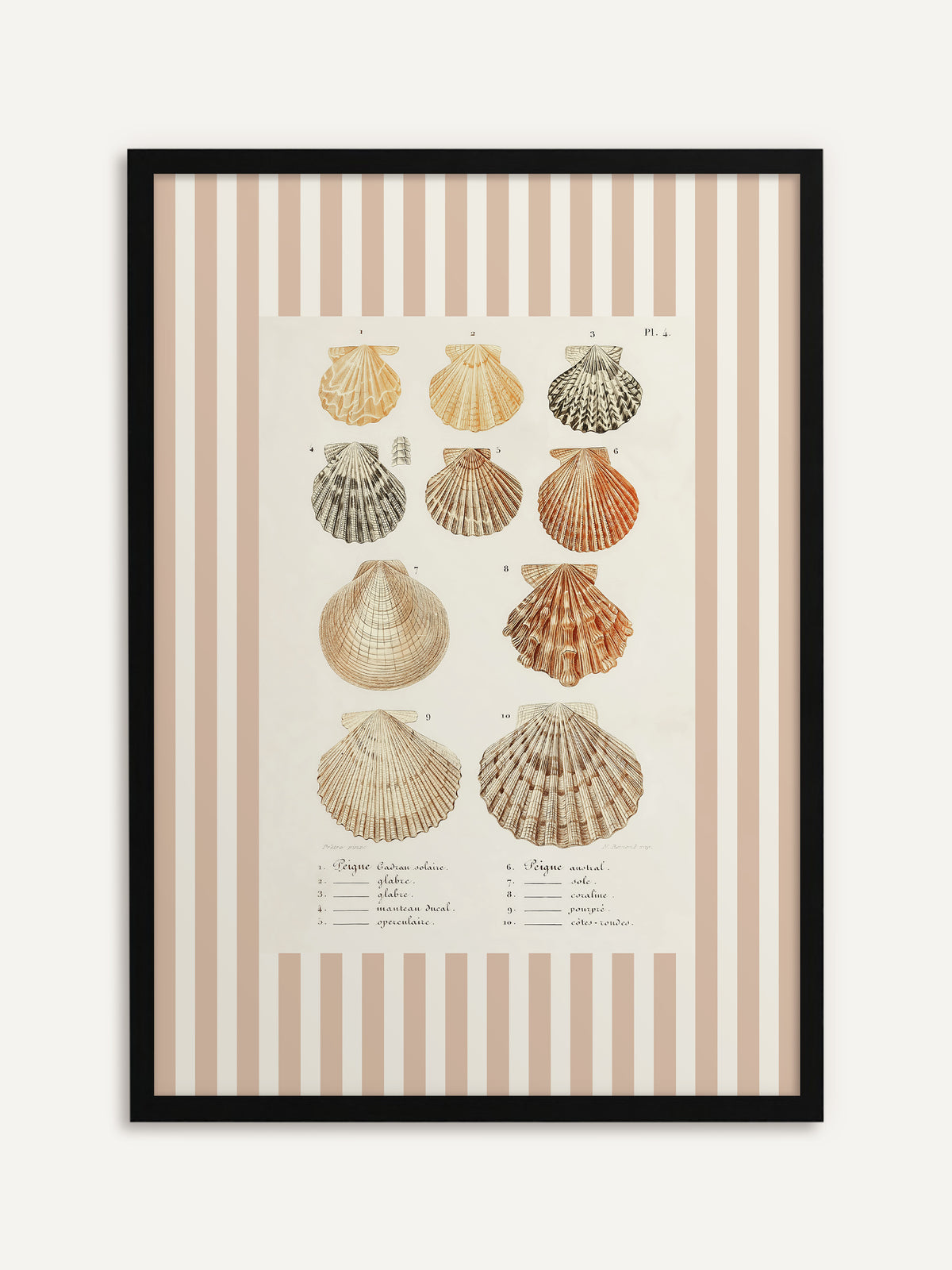 Gerahmtes Poster, das zehn Kammmuscheln in Apricot, Orange, Grau und Sand mit französischer Beschriftung auf cremeweißem Feld zeigt, umgeben von breiten beige-weißen Streifen. Mit schwarzem Rahmen wird das Streifenmuster grafisch. #Rahmen_Schwarz