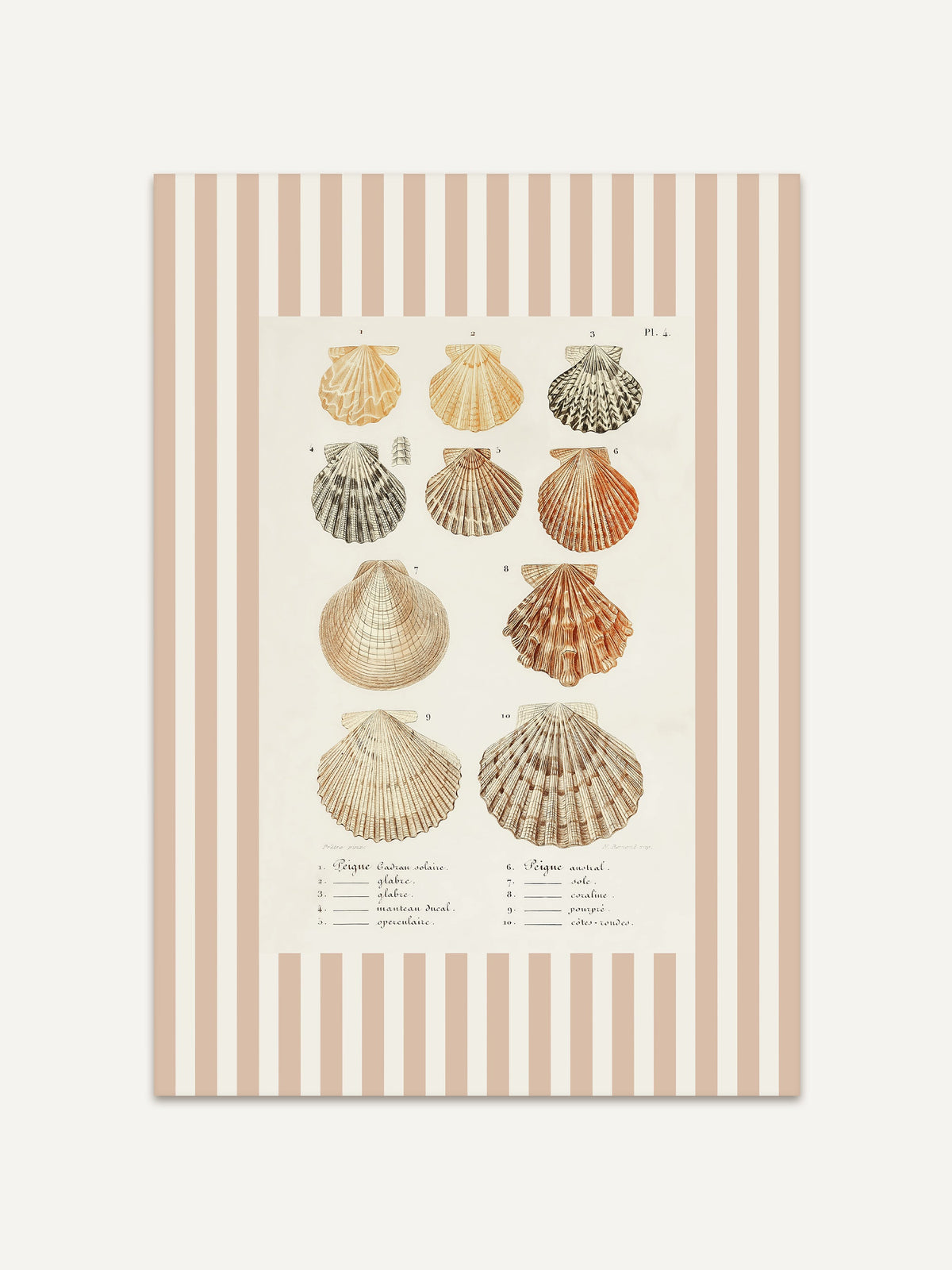 Kunstdruck mit zehn Kammmuscheln in Apricot, Orange, Grau und Sand und französischer Beschriftung auf cremeweißem Feld, umgeben von breiten beige-weißen Streifen. Die naturkundliche Tafel verbindet Vintage-Illustration mit Retro-Muster. #Rahmen_Ohne Rahmen