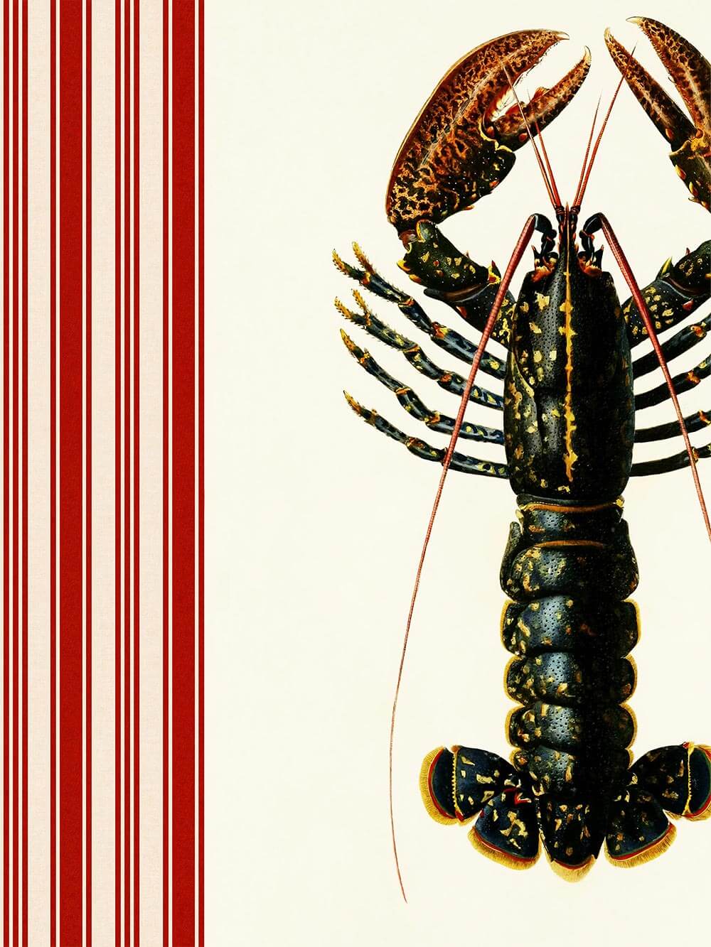 Nahaufnahme einer kolorierten Vintage-Hummer-Illustration mit feiner Textur und roten Streifendetails am Rand – präzise und farbintensiv wiedergegeben.