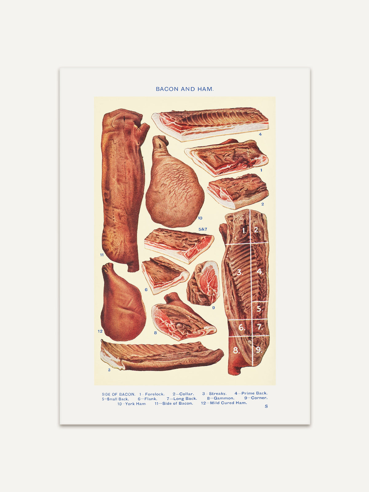 Vintage-Illustration aus Mrs. Beeton's 1923 Book of Household Management, die verschiedene Fleischstücke von Bacon und Schinken zeigt, inklusive Beschriftungen der einzelnen Teile wie Forelock, Collar und Gammon. #Rahmen_Ohne Rahmen