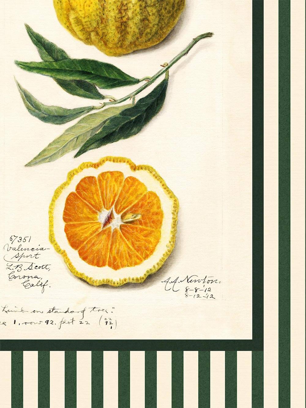 Feine botanische Illustration einer aufgeschnittenen Orange mit Blattzweig, umrahmt von grünen Streifen – warm getönter Kunstdruck im Vintage-Stil mit natürlichen Farben und Handschrift-Details.